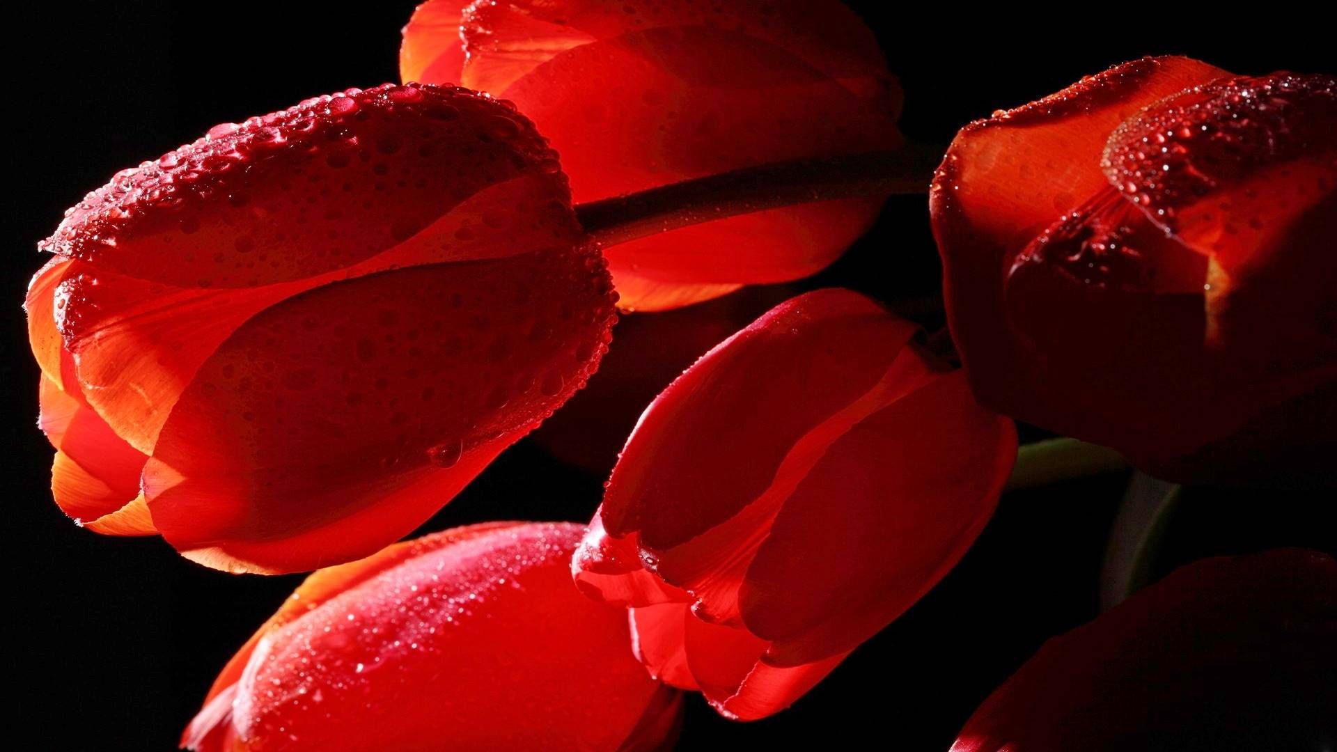 тюльпан, фанк