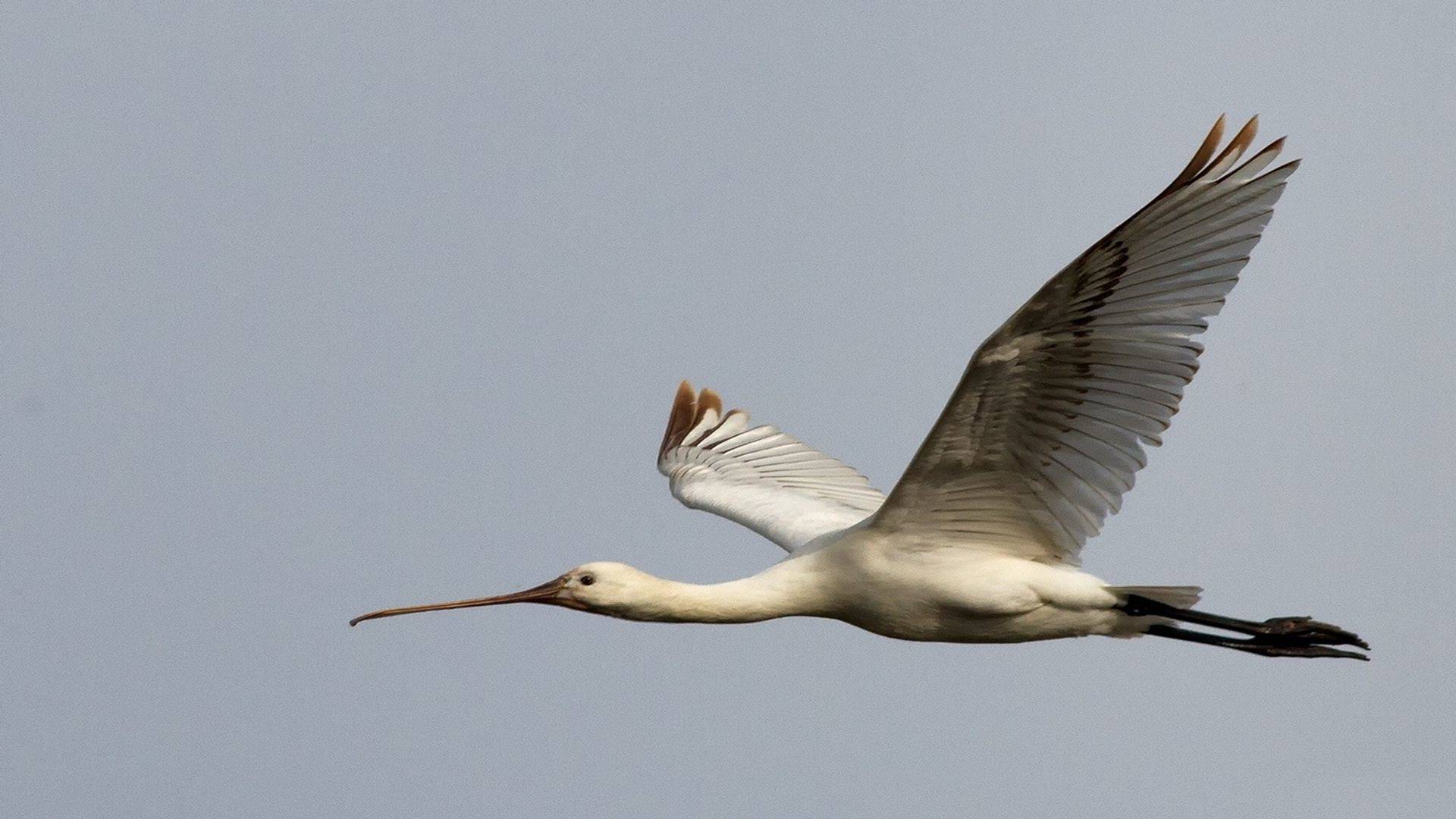 a, platalea, platalea