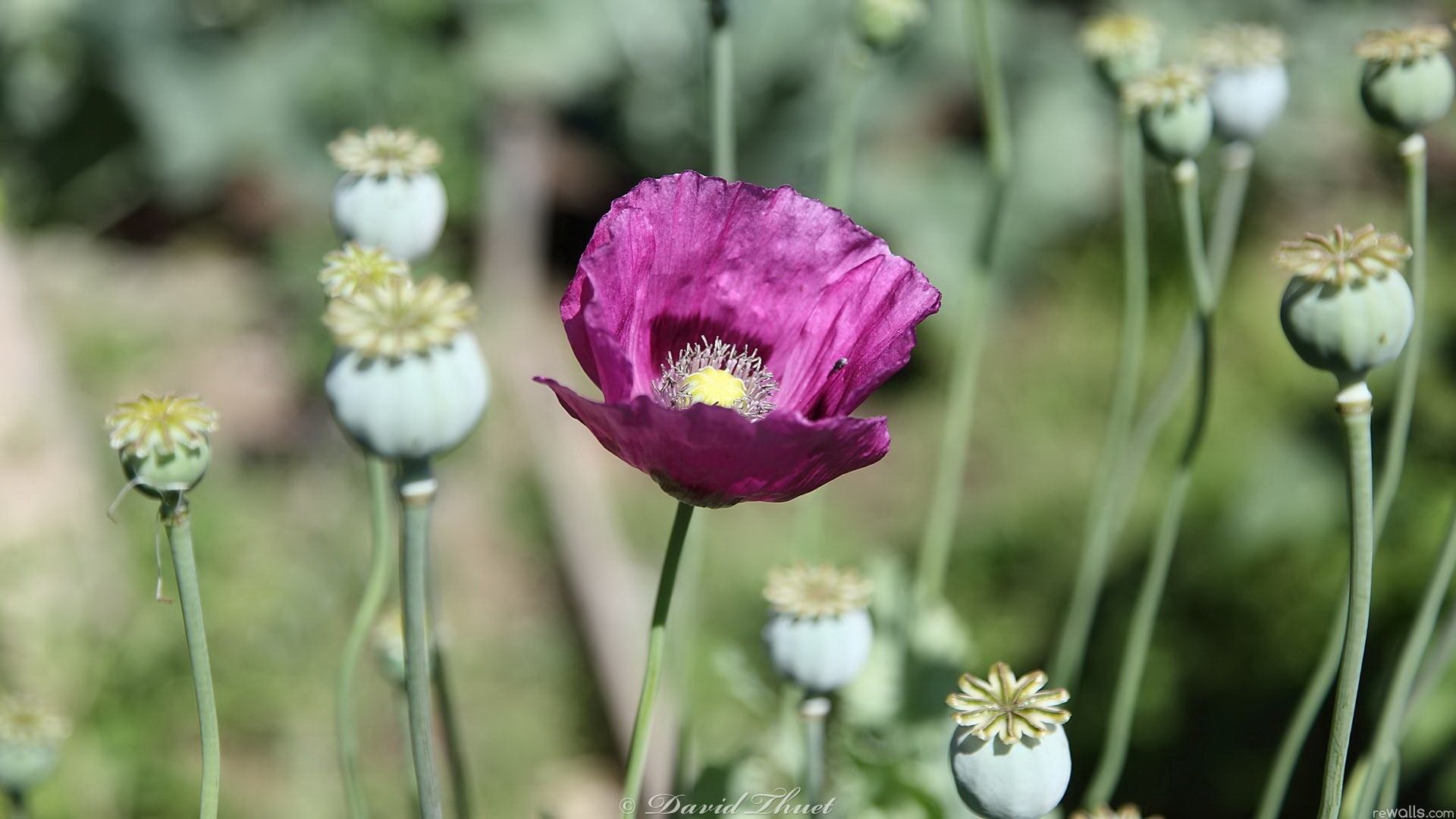 женщина фиолетовый цветок с белыми почками и желтым центром