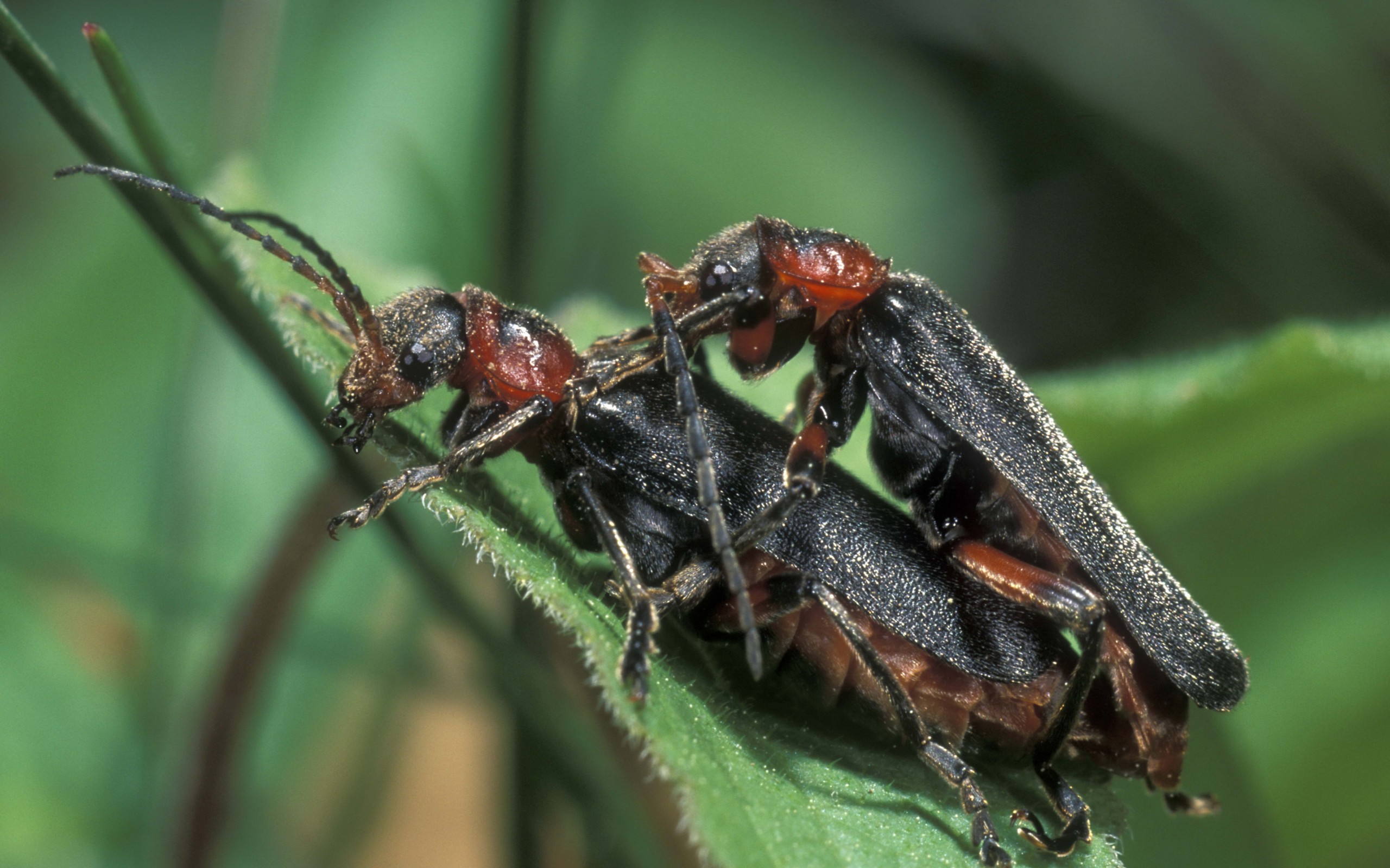 телефон, ноутбук, mobile Фон № 78353 разрешение 2560x1600