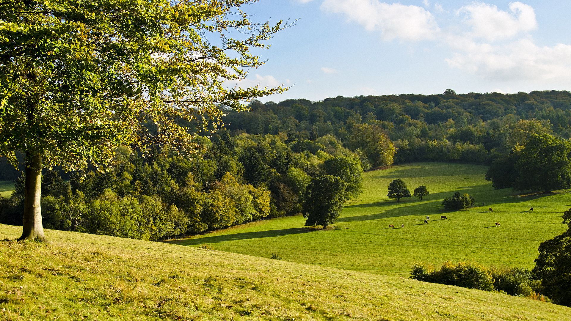 пейзаж, оир, лес