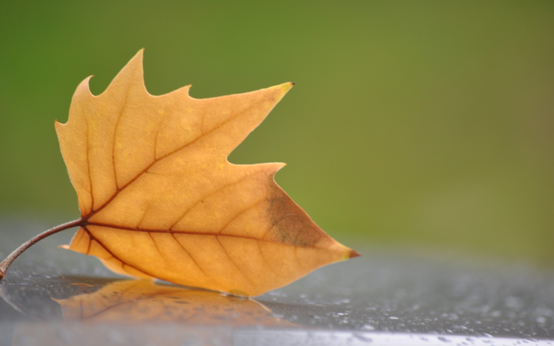 leaf