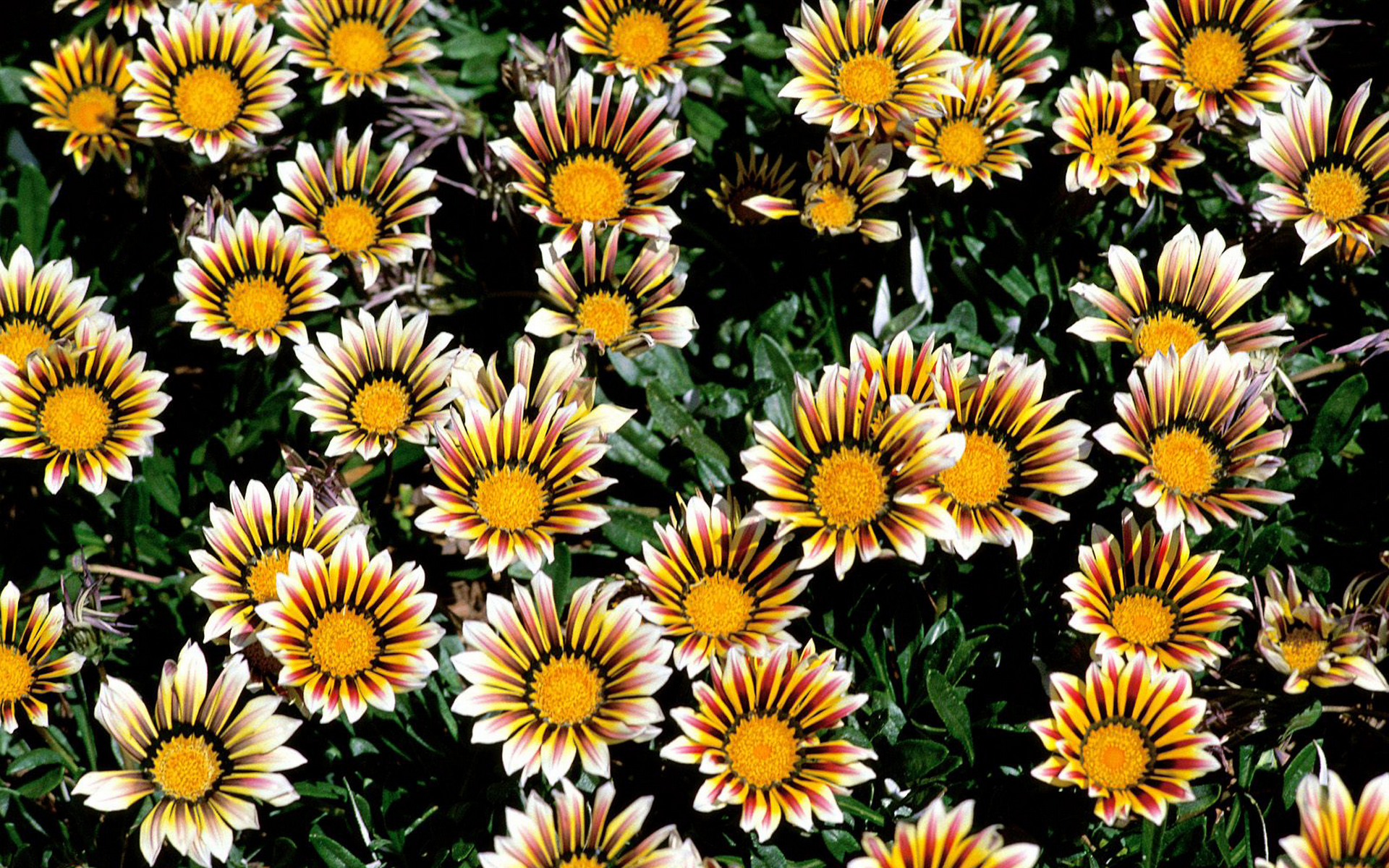 foto, chrysanthemum