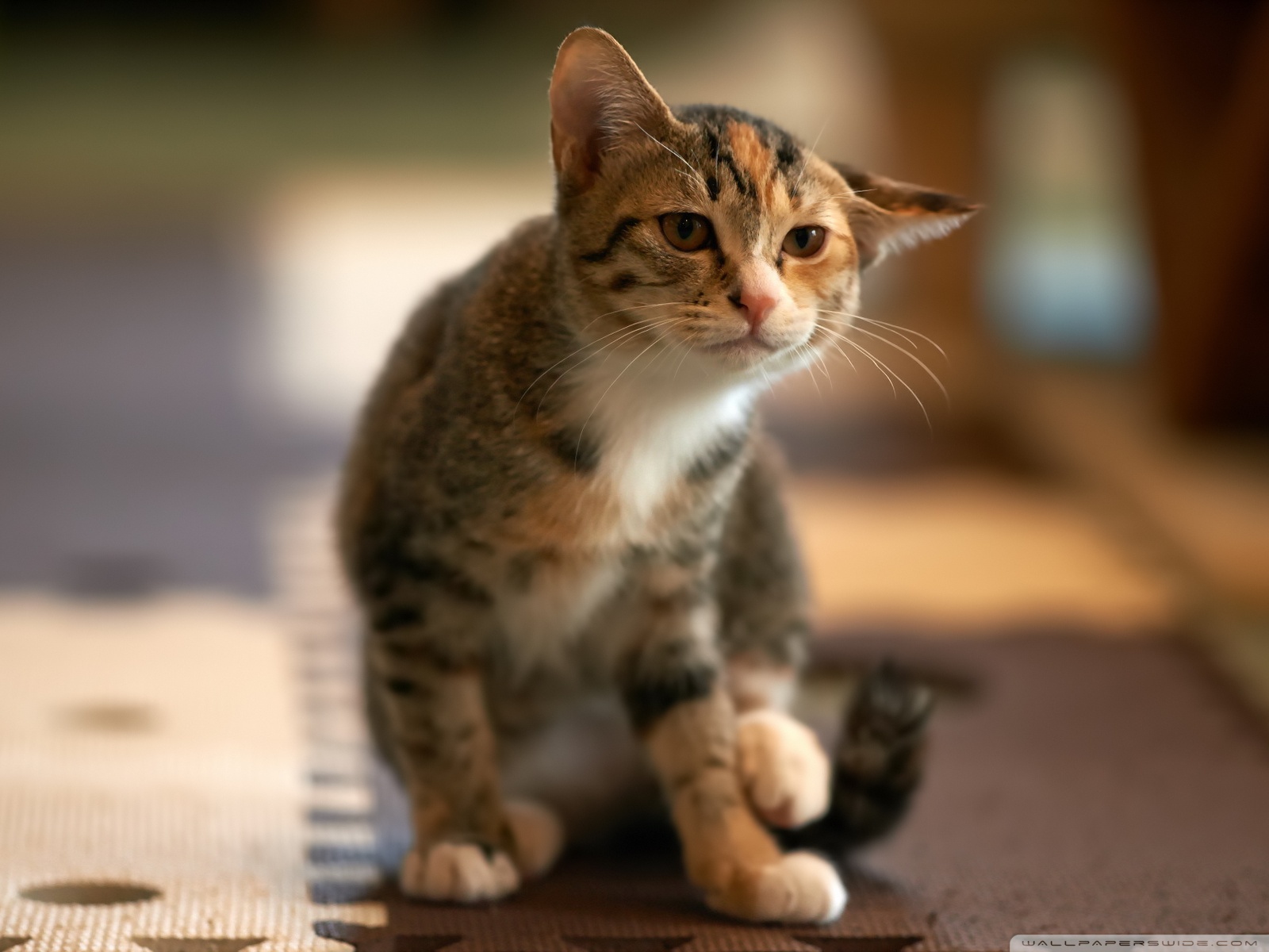 есть кошка, которая сидит на коврике на полу