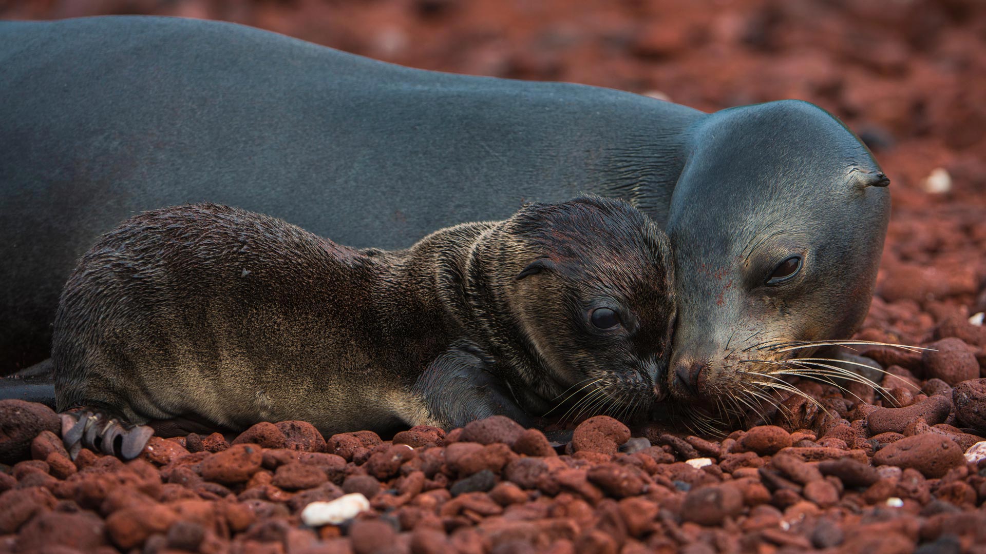 море, galápagos, льв