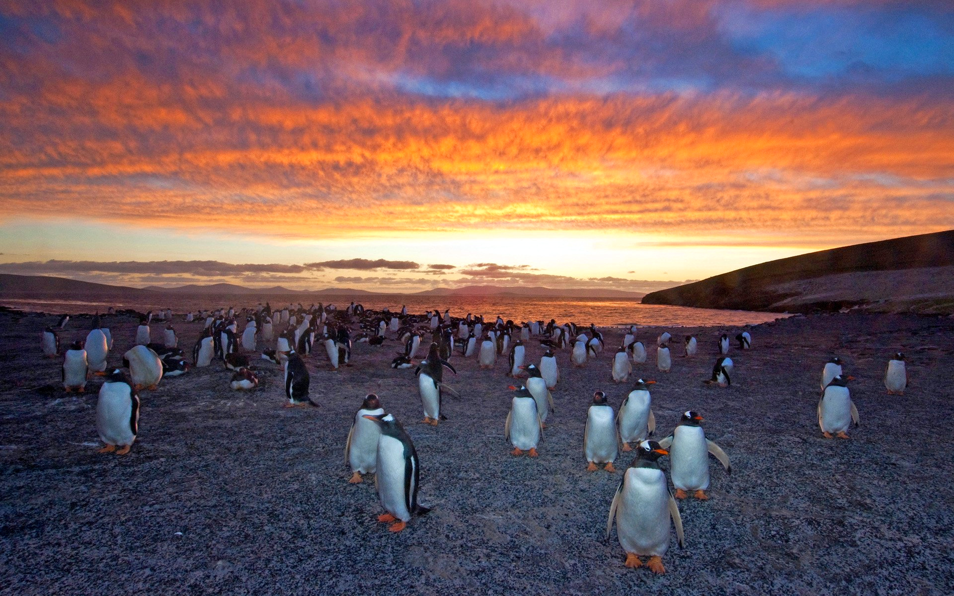 gentoo, tags, tags