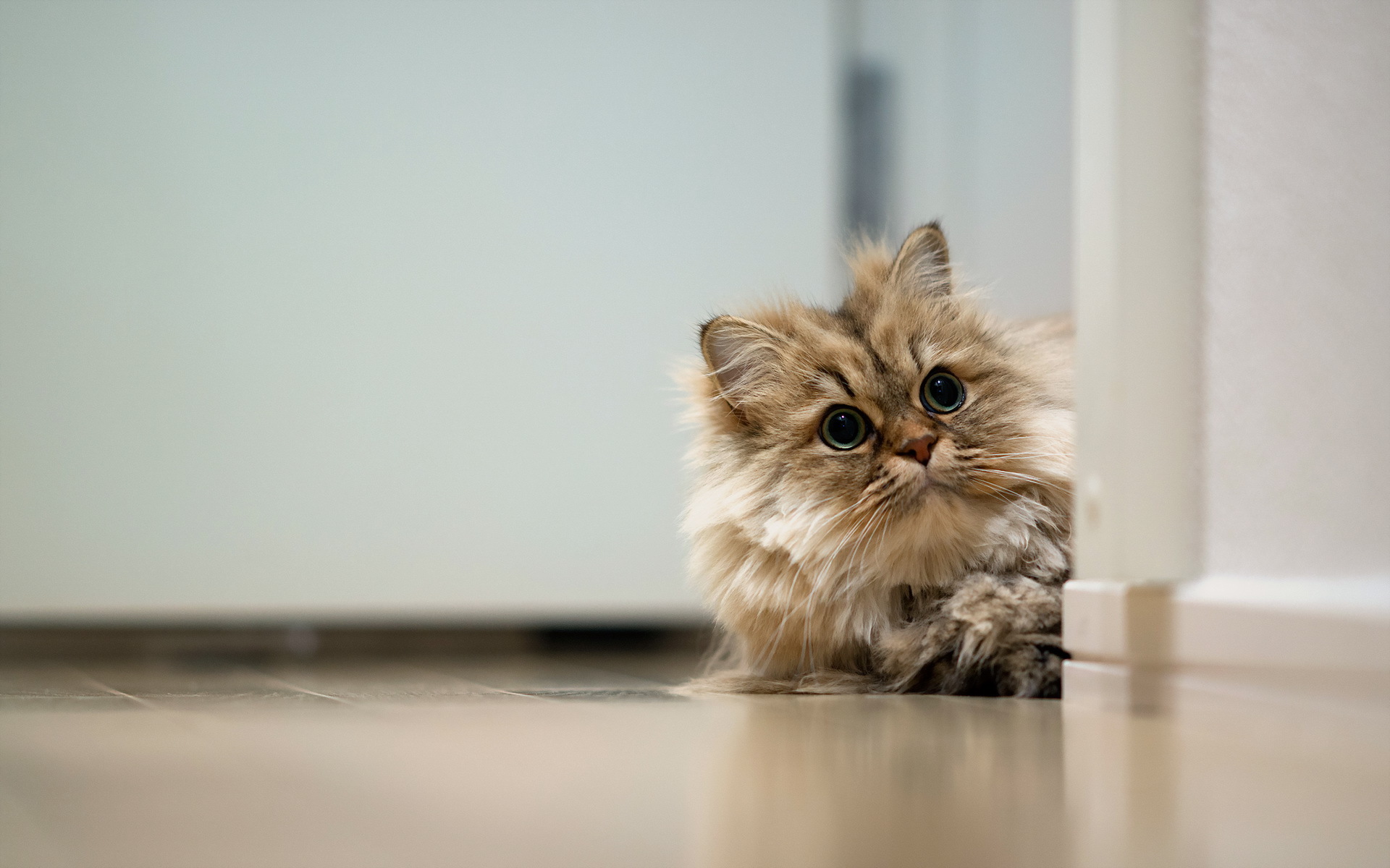 выглядывает, котенок