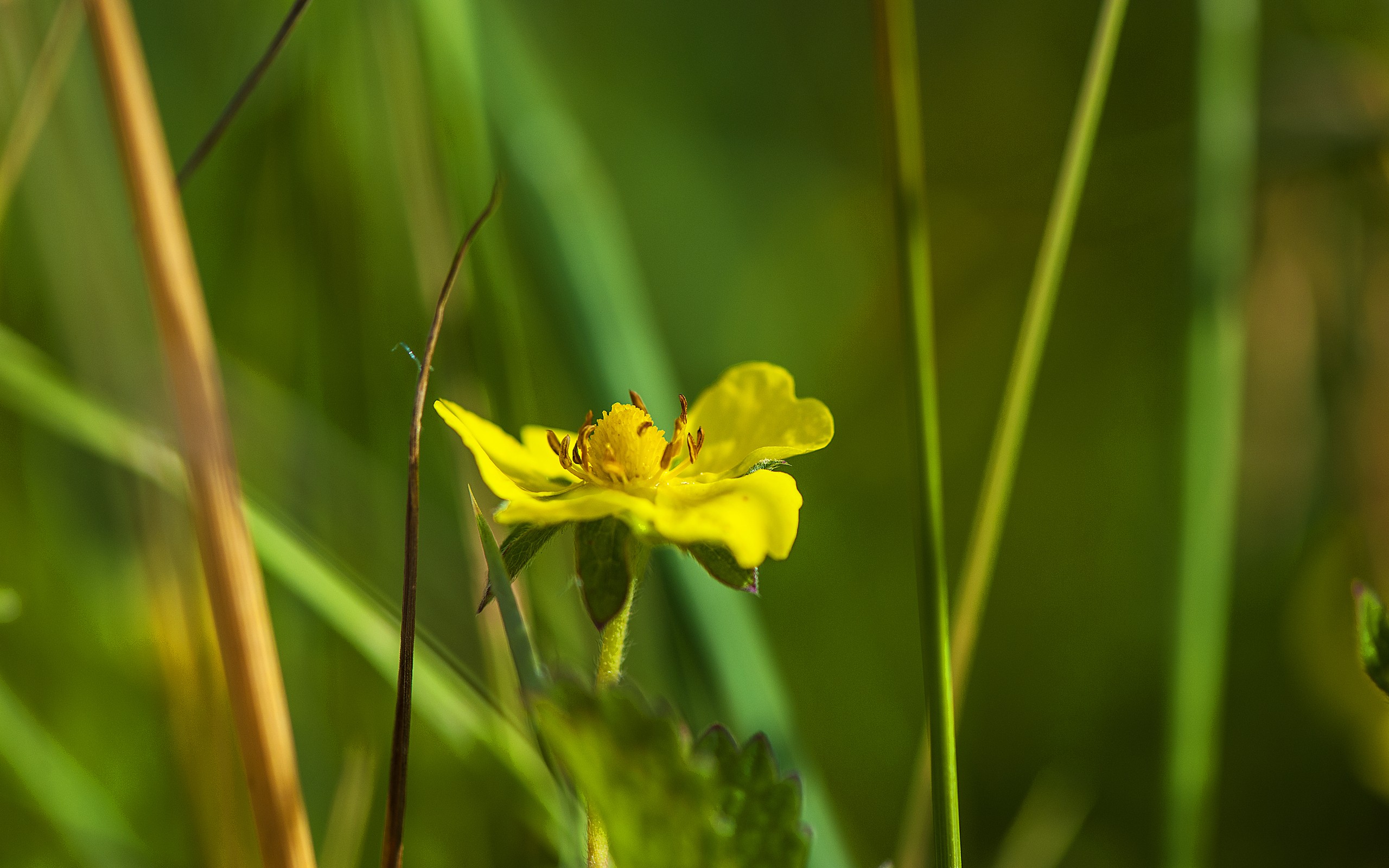 hypericum