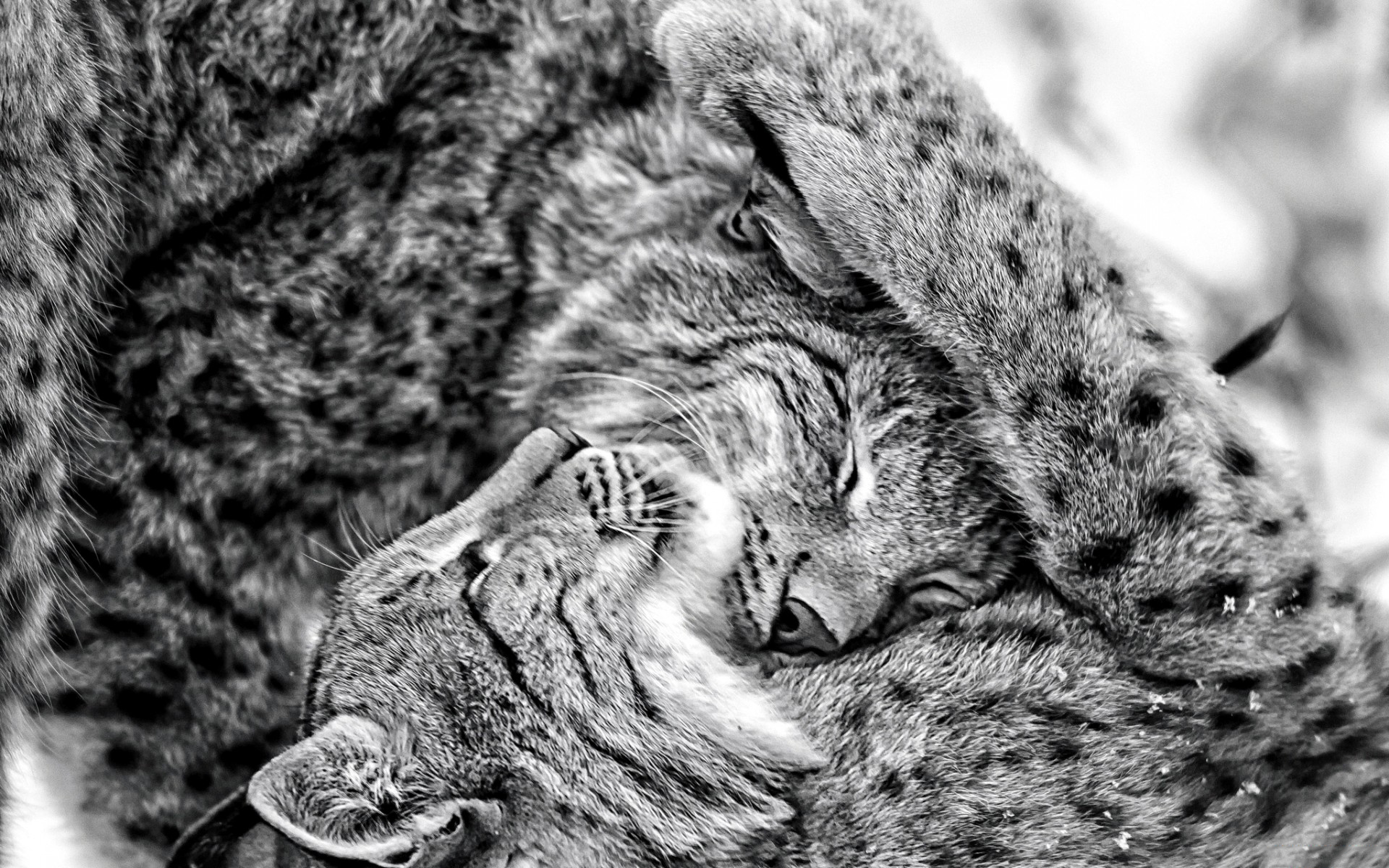 смазливые, бесплатные, заставки