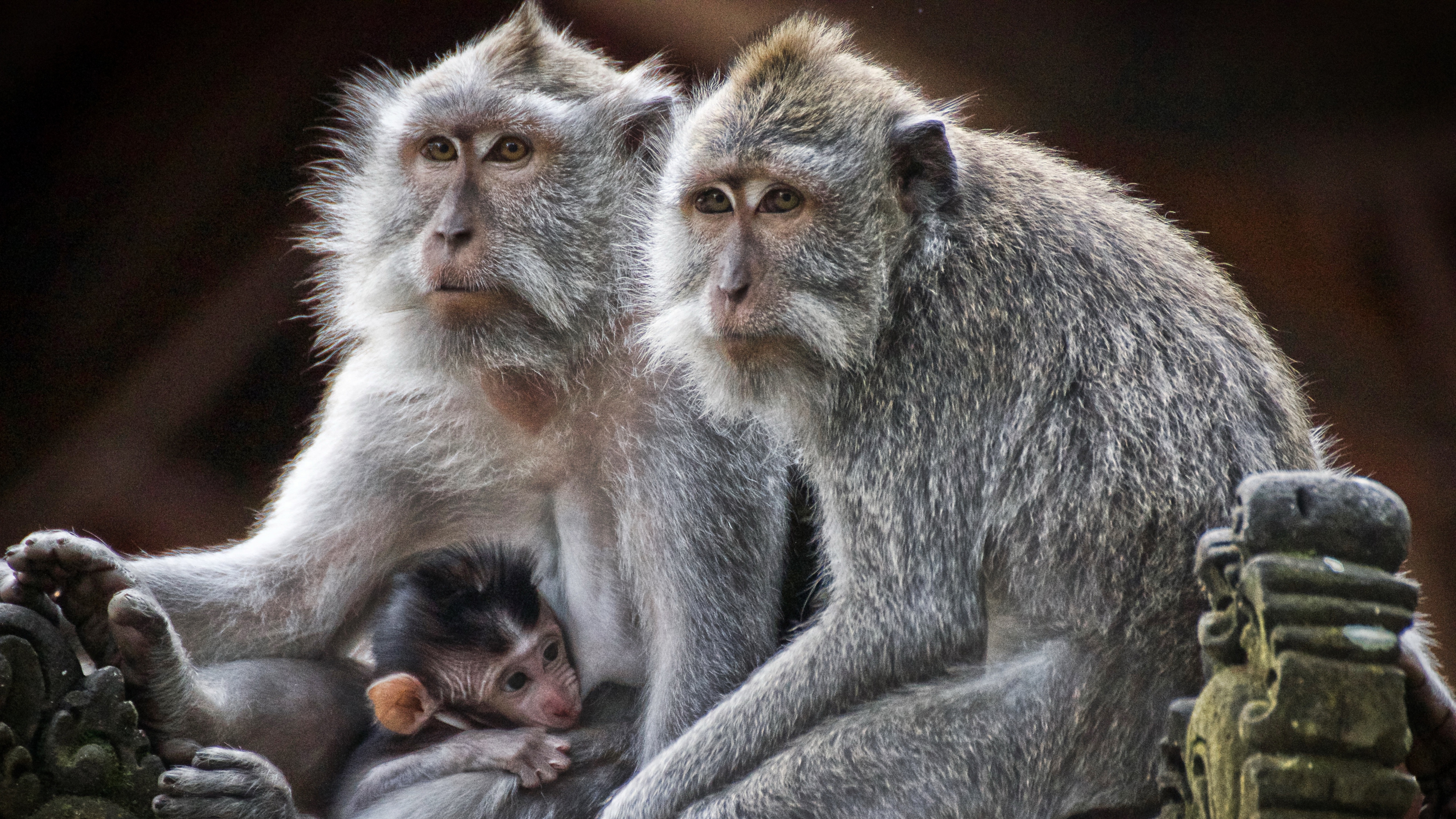 familie, familiesamlinger, gand