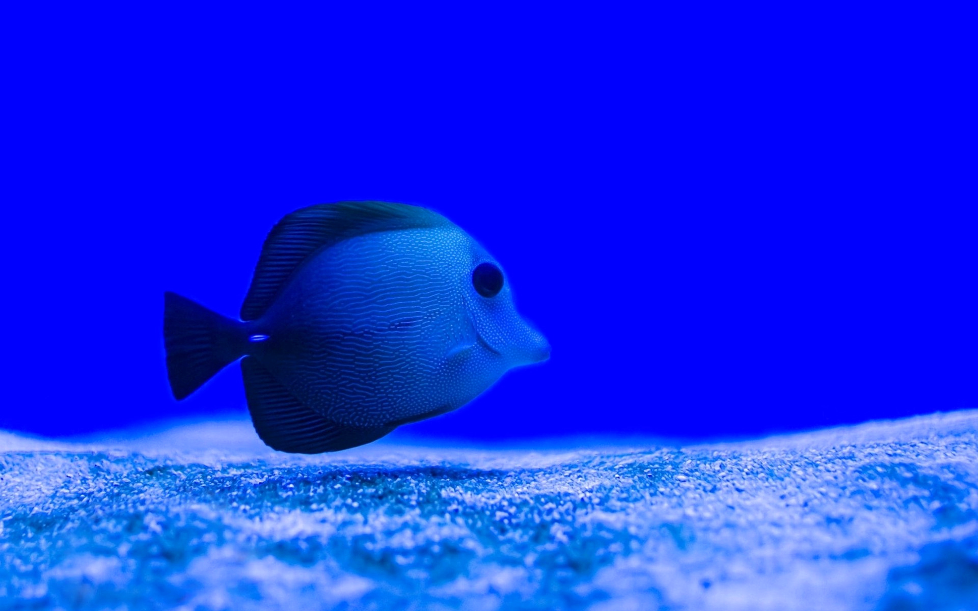 taustapildid, ozadja, tasuta
