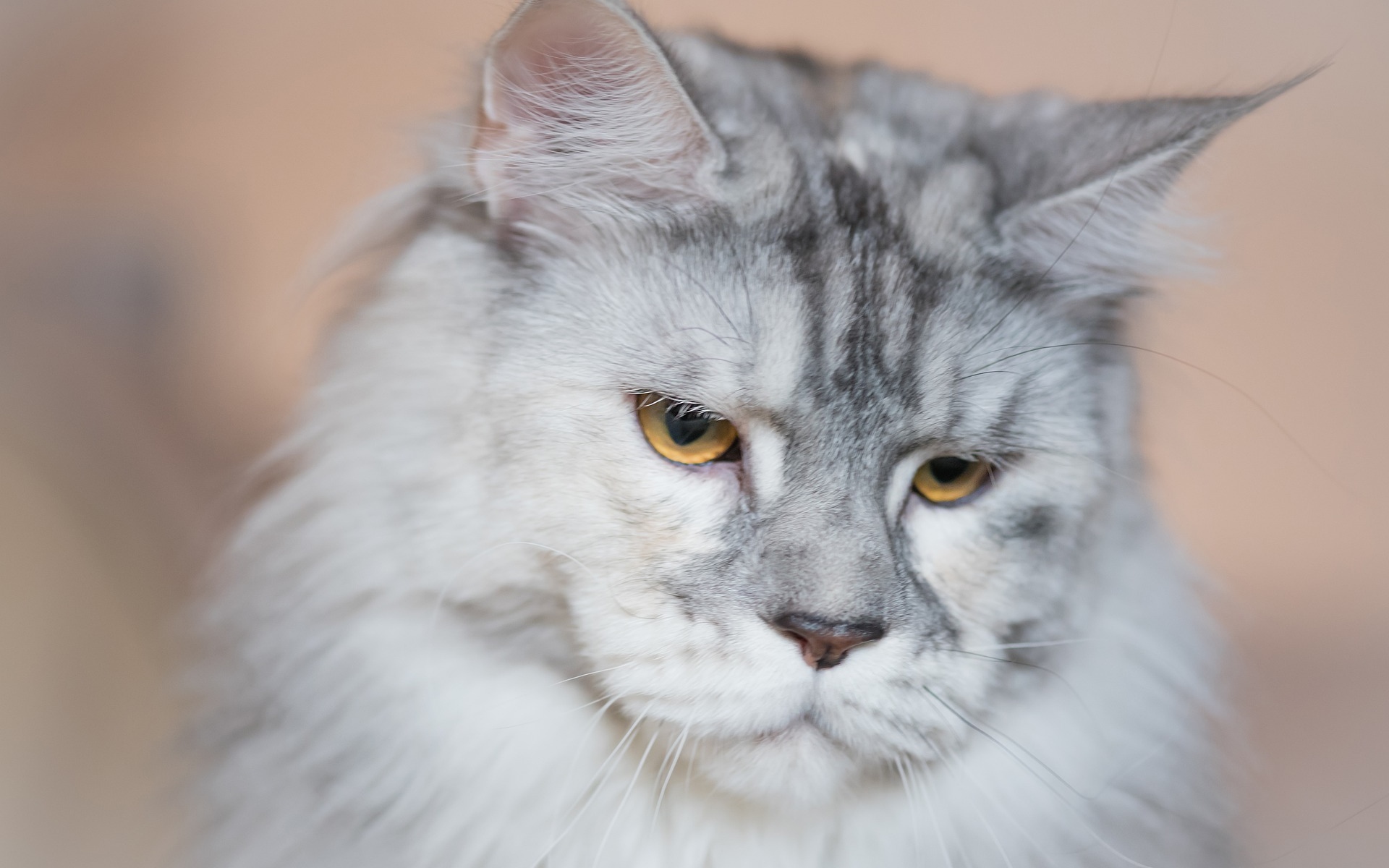 gato, pratum, branco