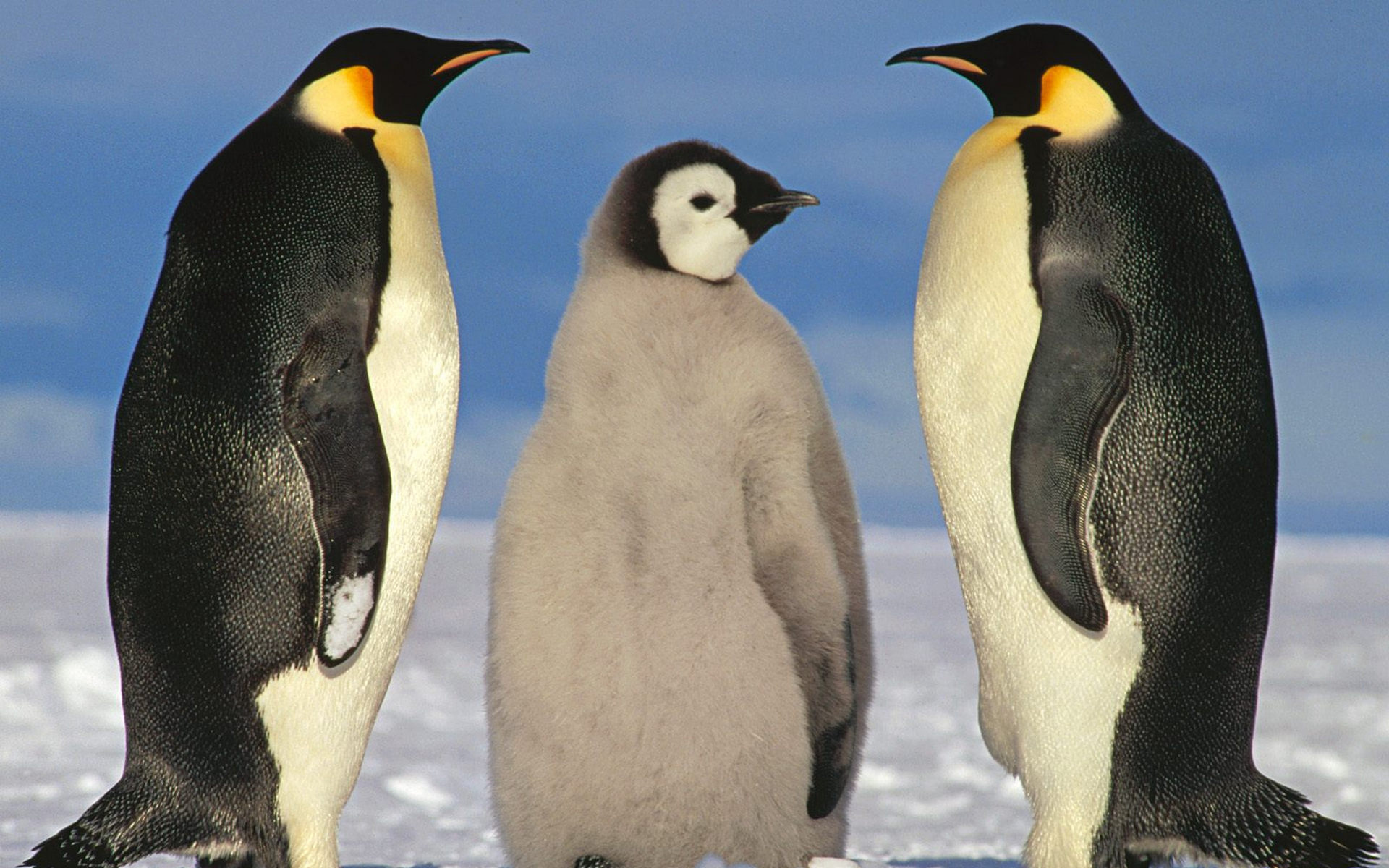 Пингвиний спор с тюленем без смс