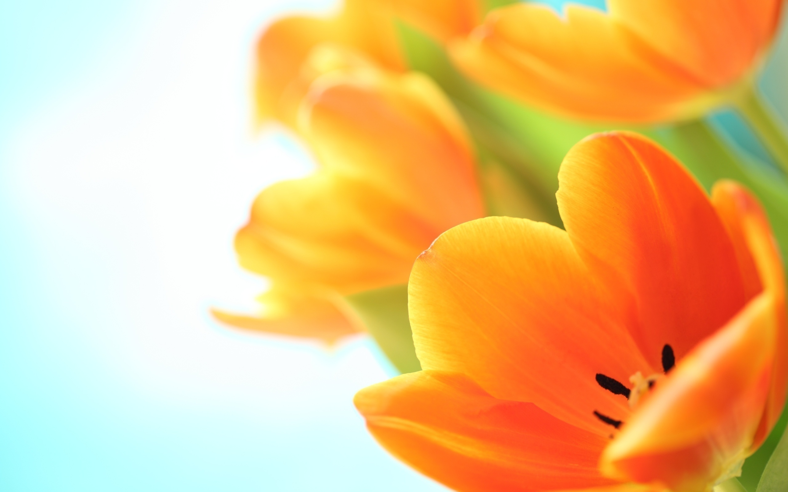 природа цветы оранжевые тюльпаны бесплатно