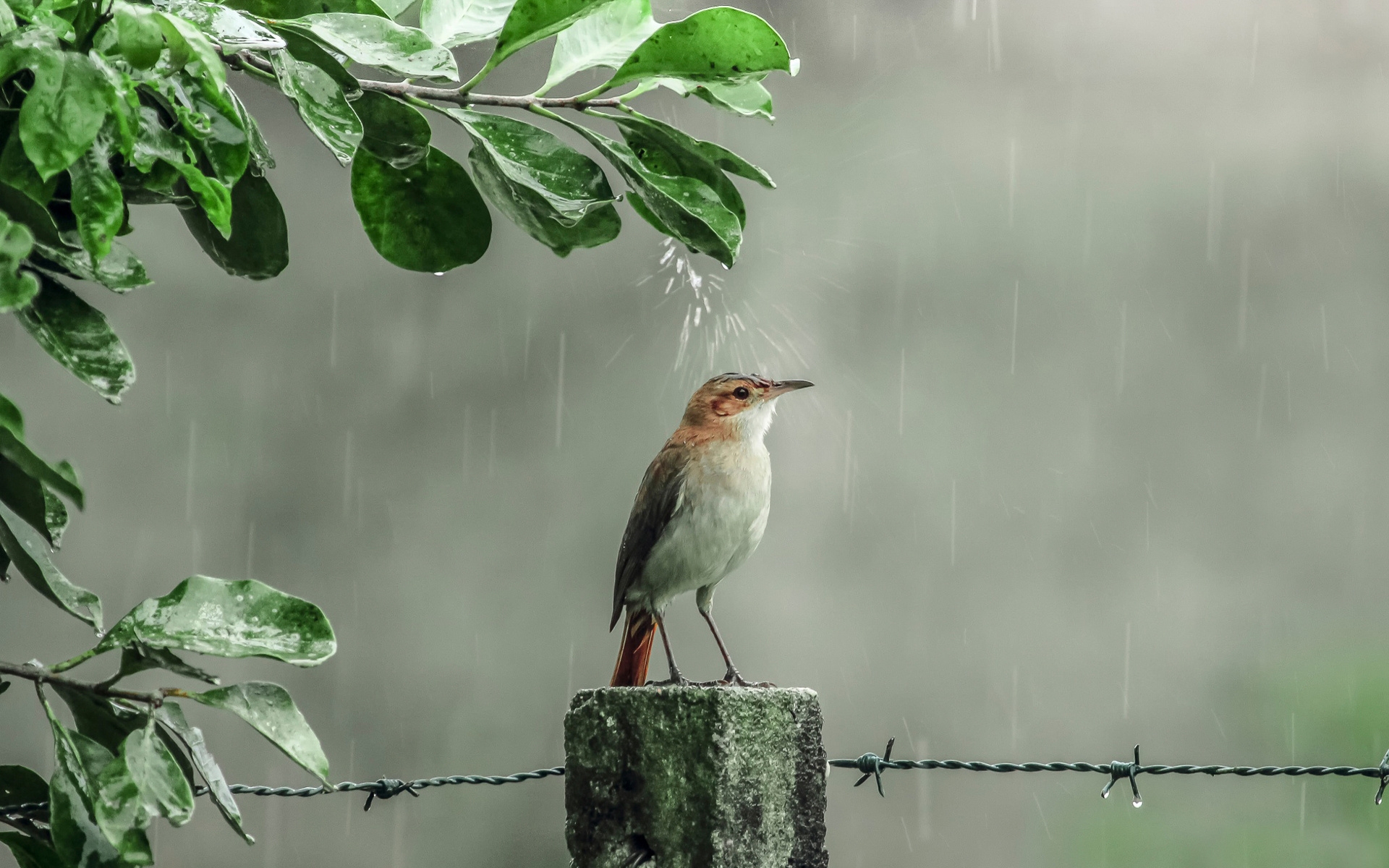 забор,, птица, природа