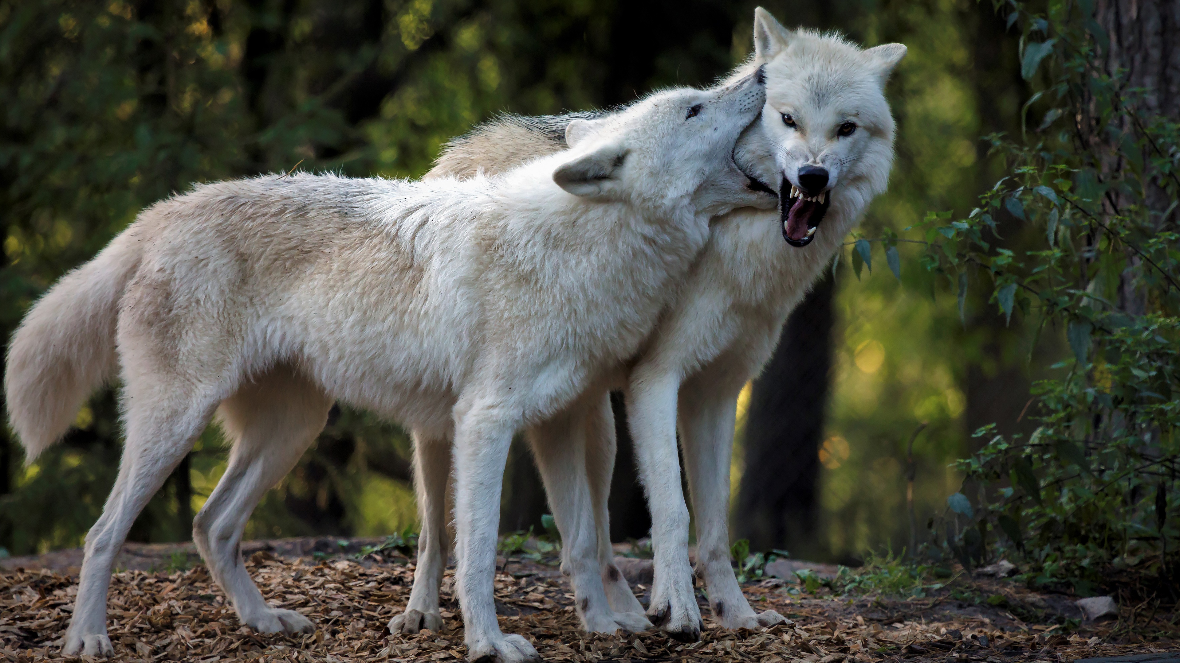 Родина дружелюбного волка