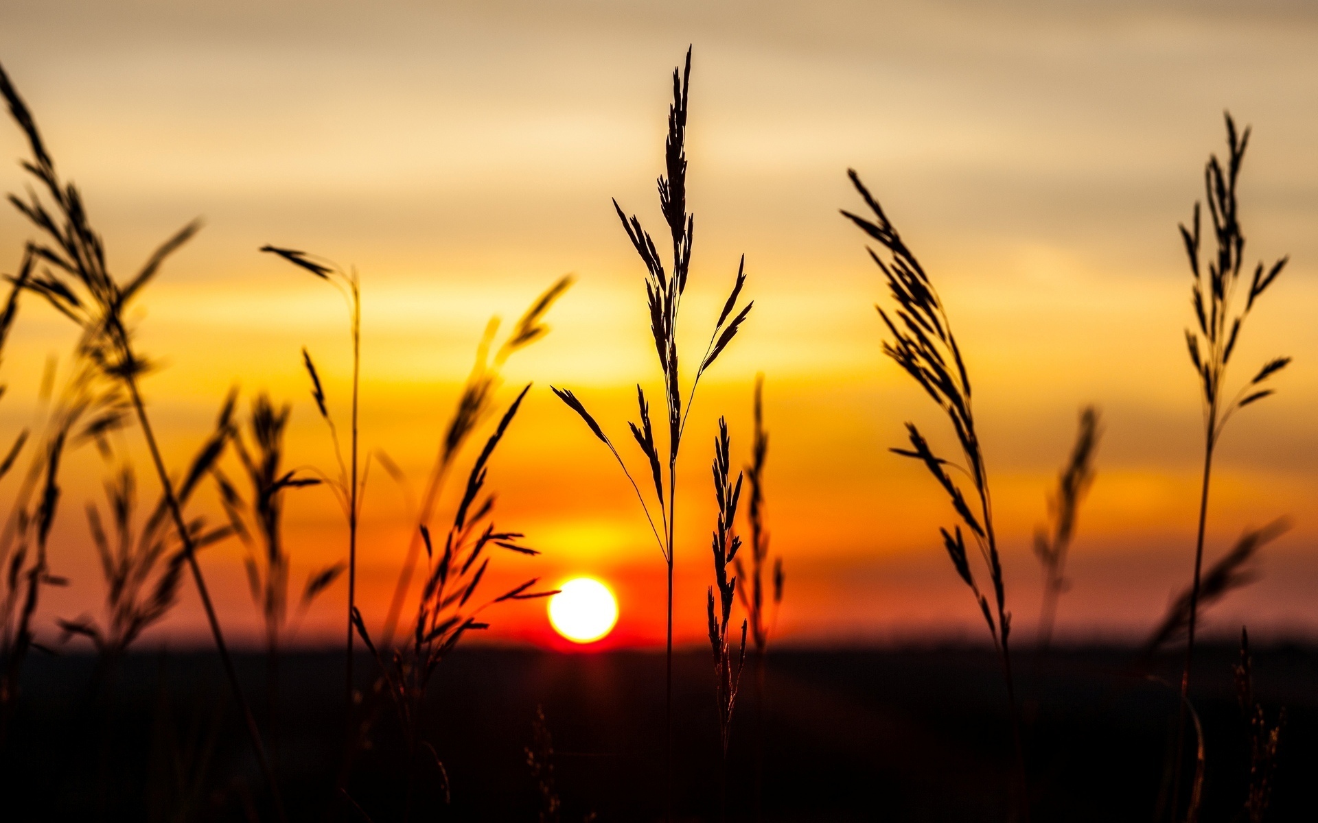 природа, закат, колосок