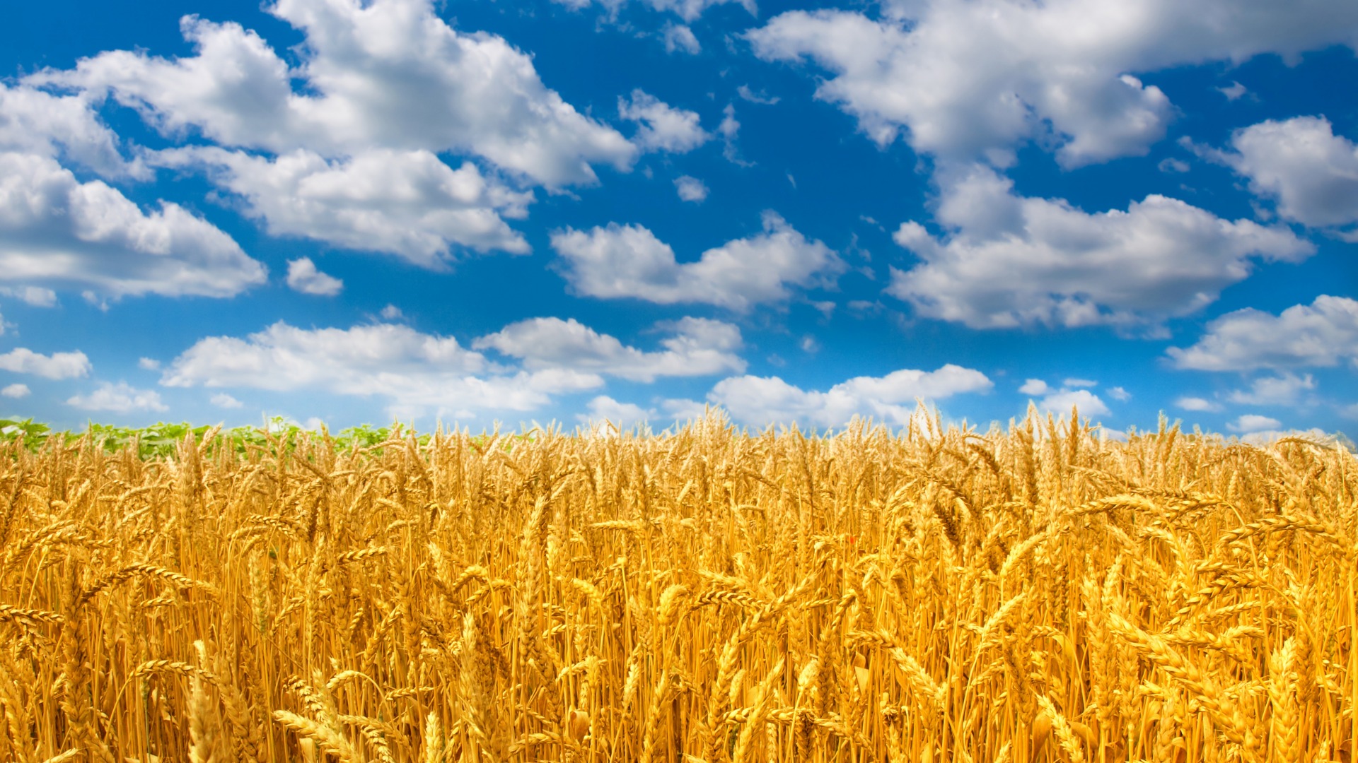пшеница, поле, небо