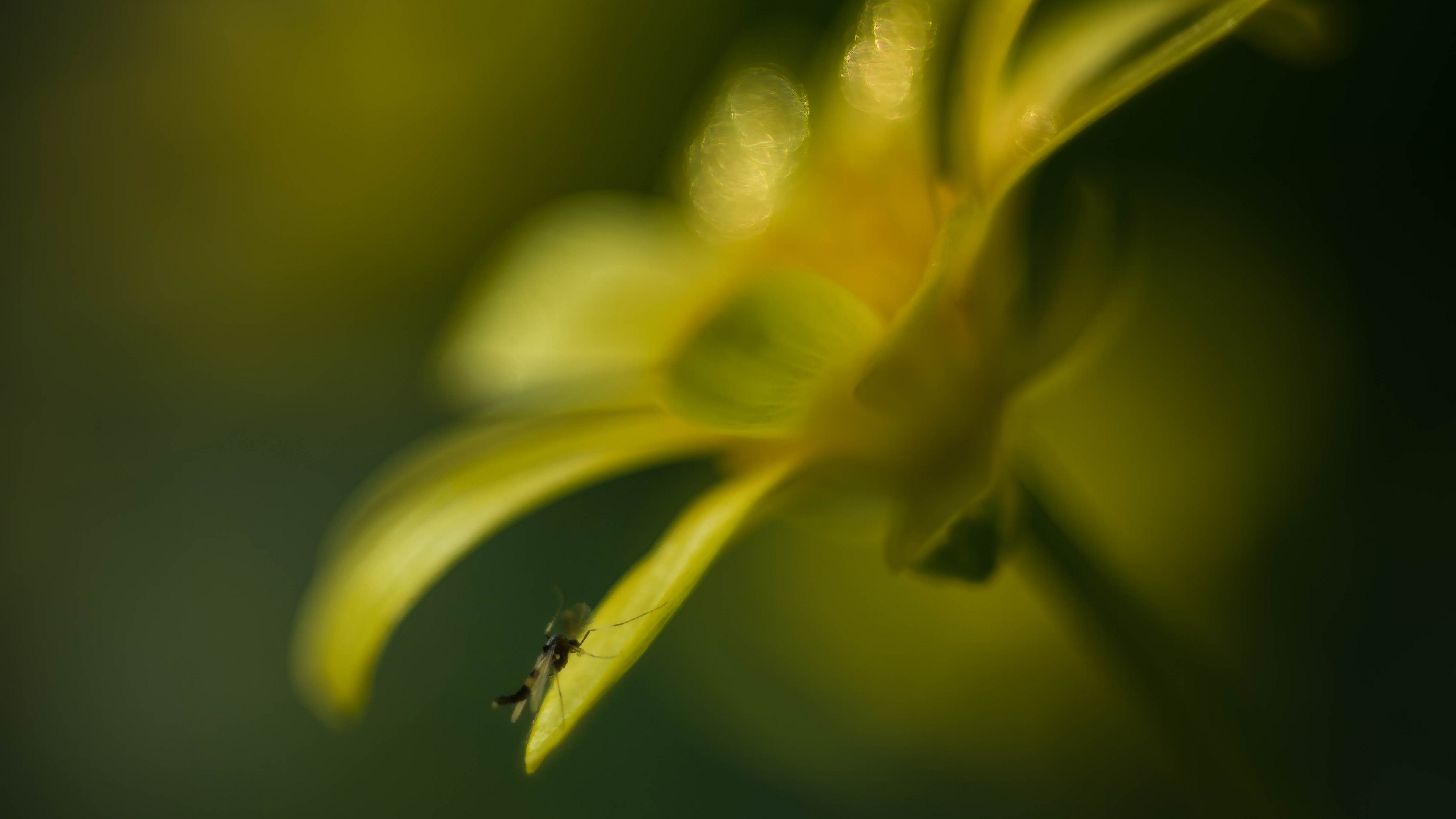 bokeh, flickr