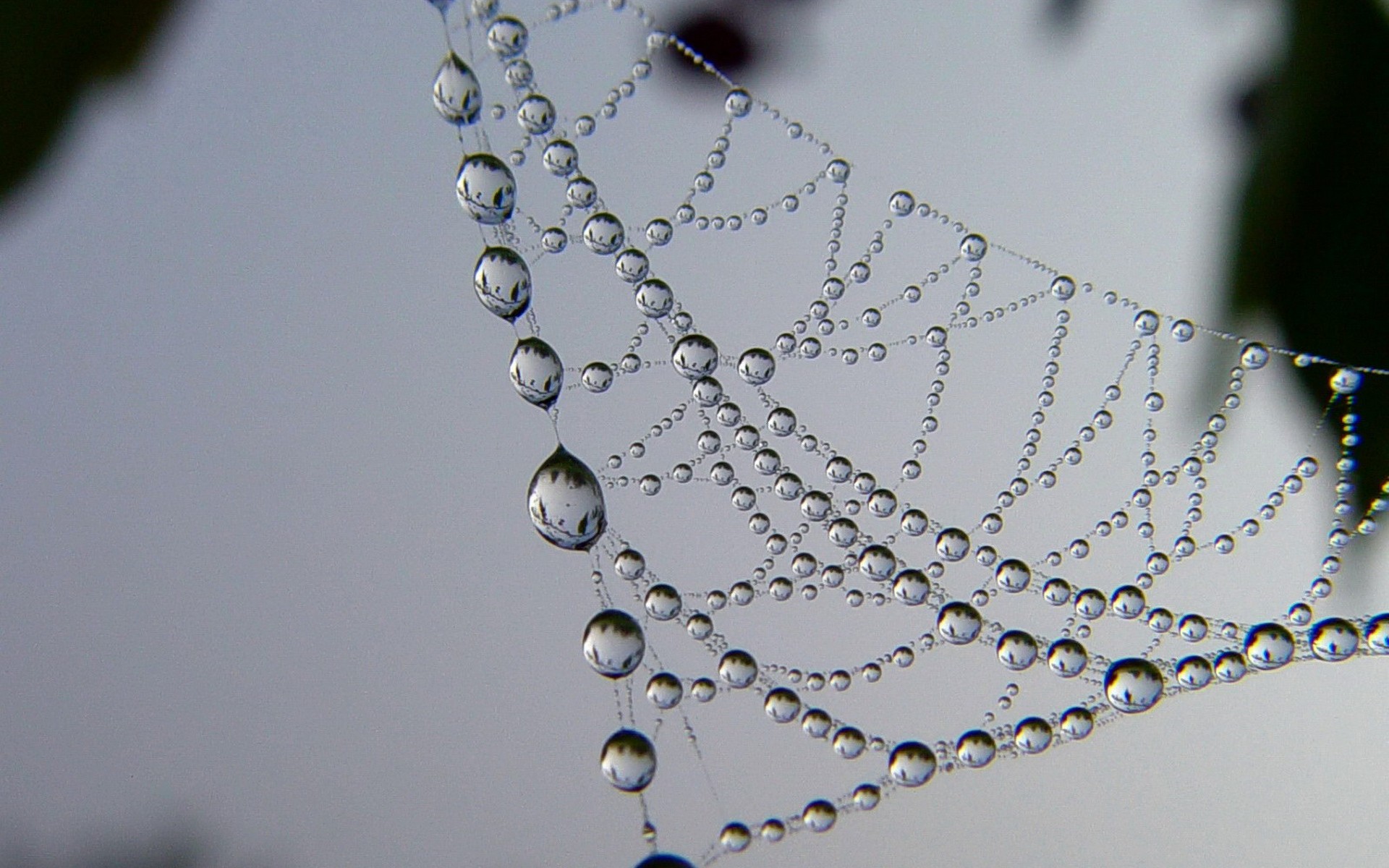 drop, bubble, build