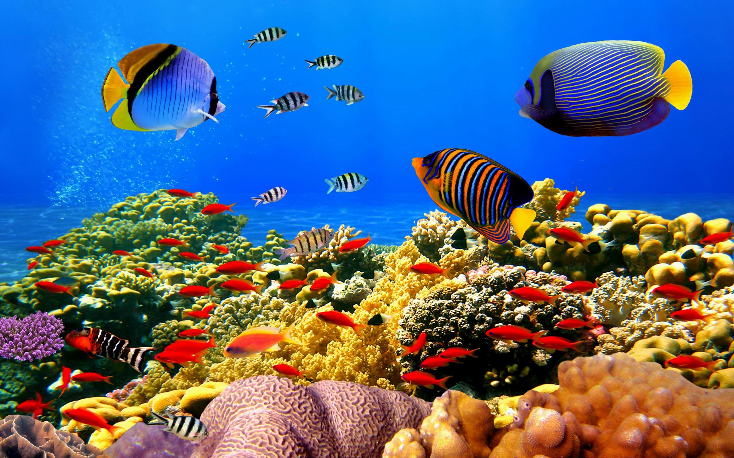 world, underwater, рыбки