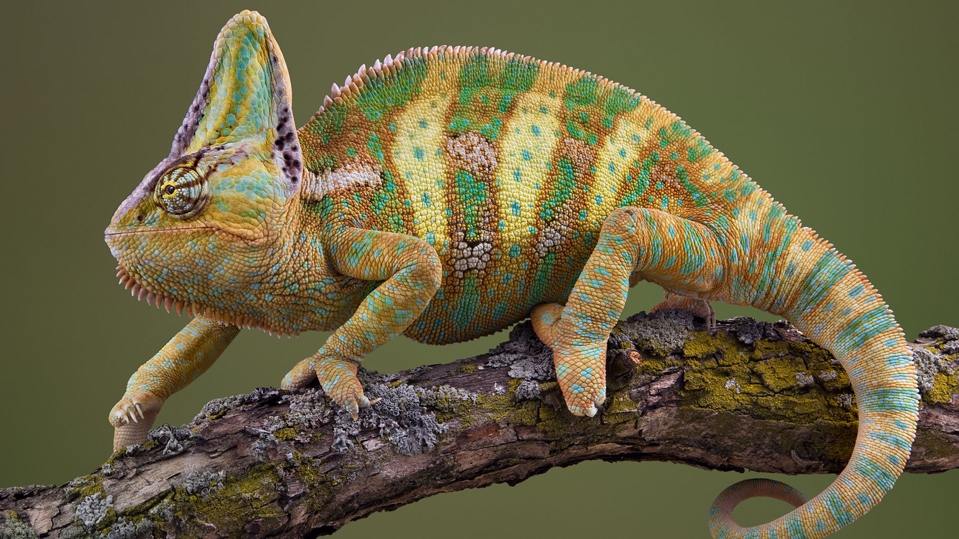 chameleon, iemenskii, calyptratus