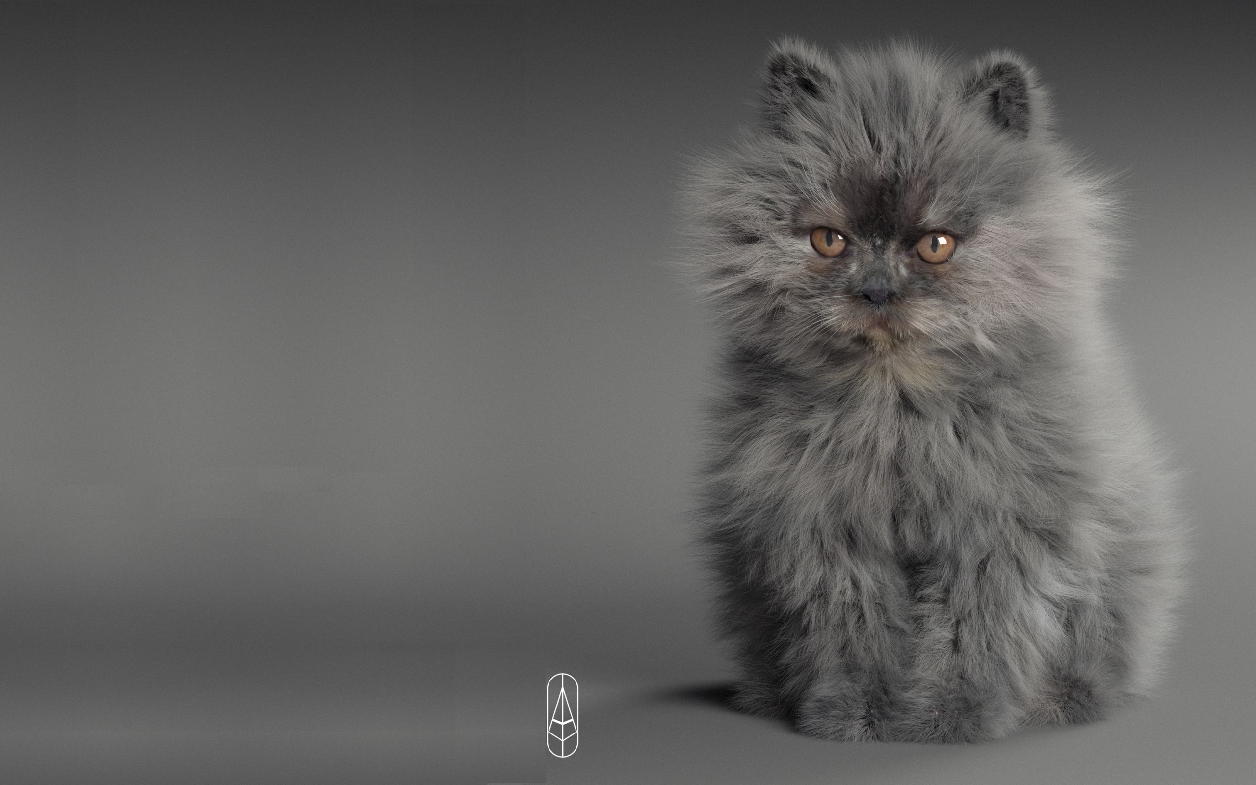 кот, серый, знать