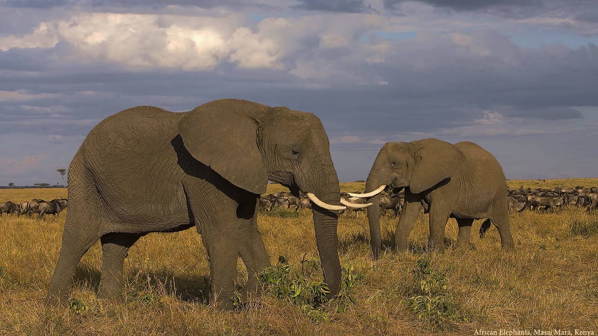 Самое крупное животное африки. Африканские животные. Слоны. Африканские слоны. Слон в Африке.
