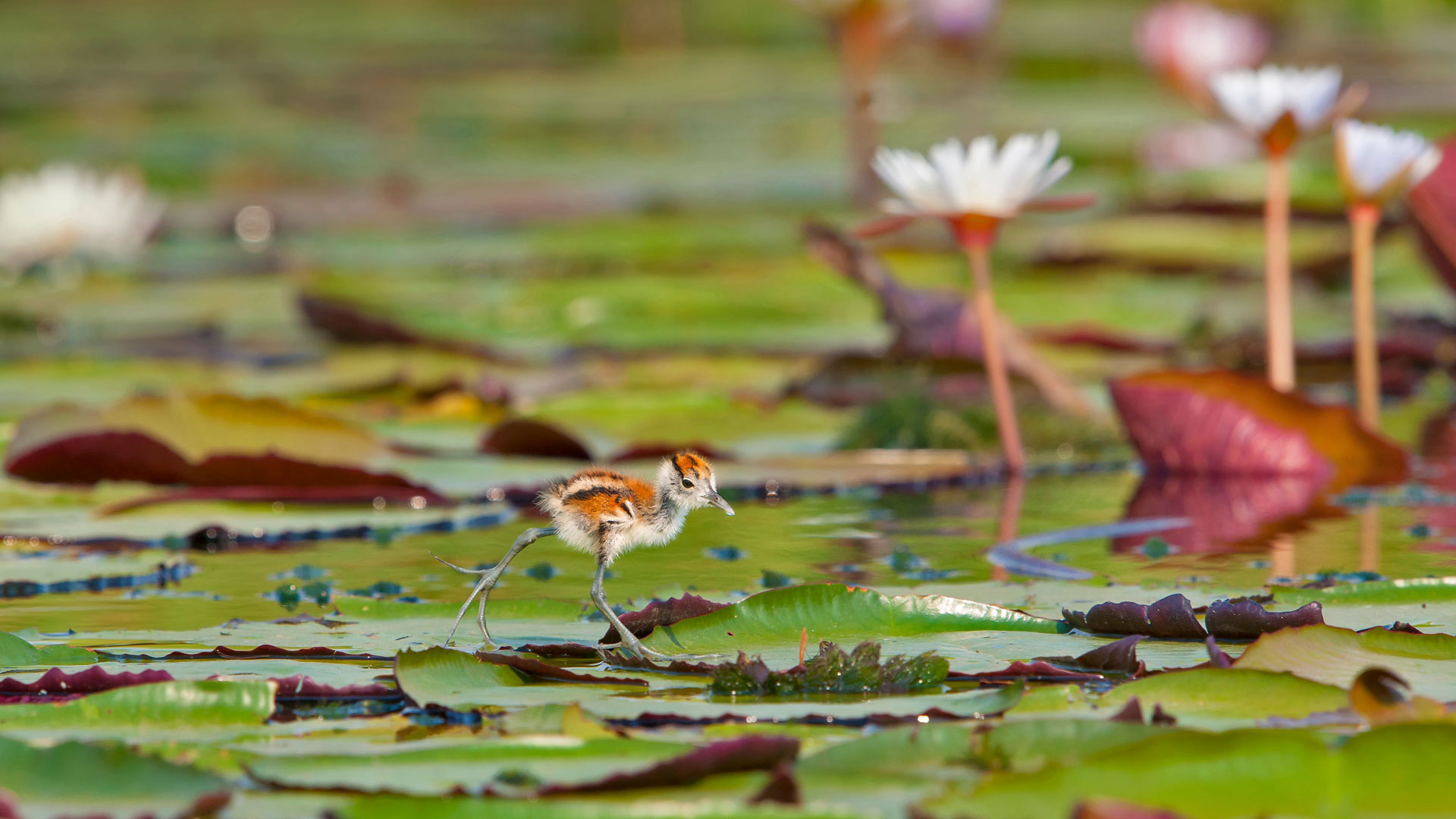 gallery, chobe, national
