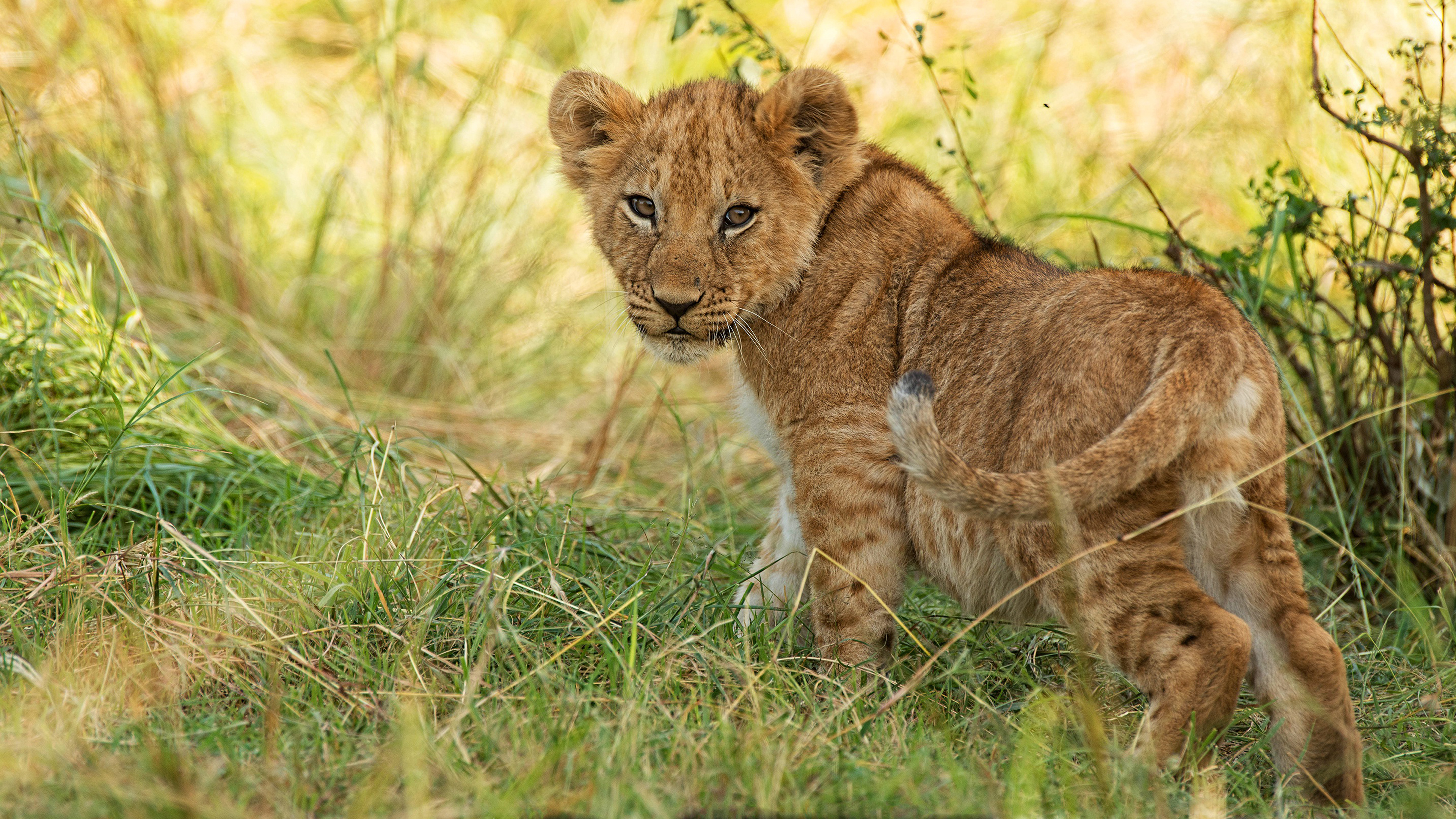 Lion cub. Львенок Абу. Пятнистый Львенок. Детеныши животных. Львята в природе.