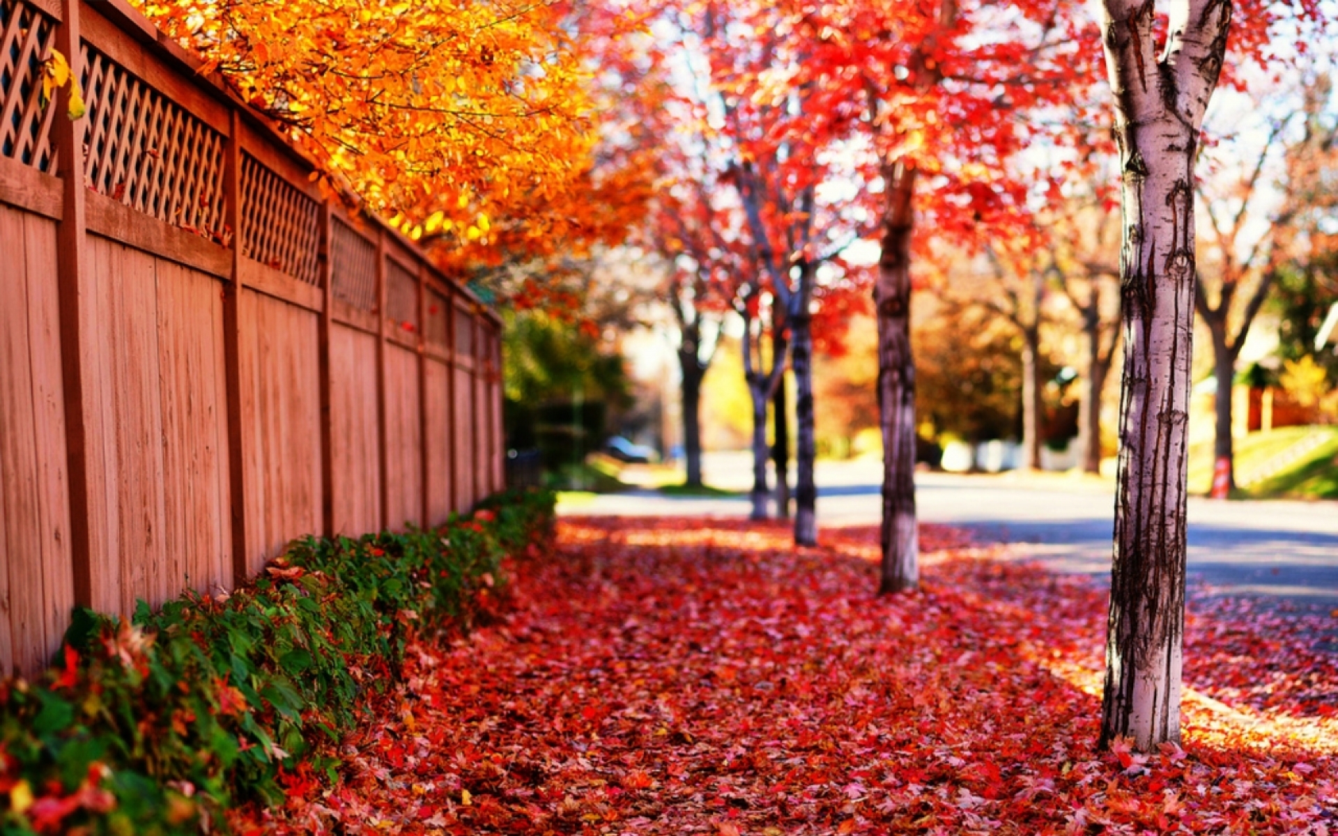 дорога, осень, деревья, листопад бесплатно