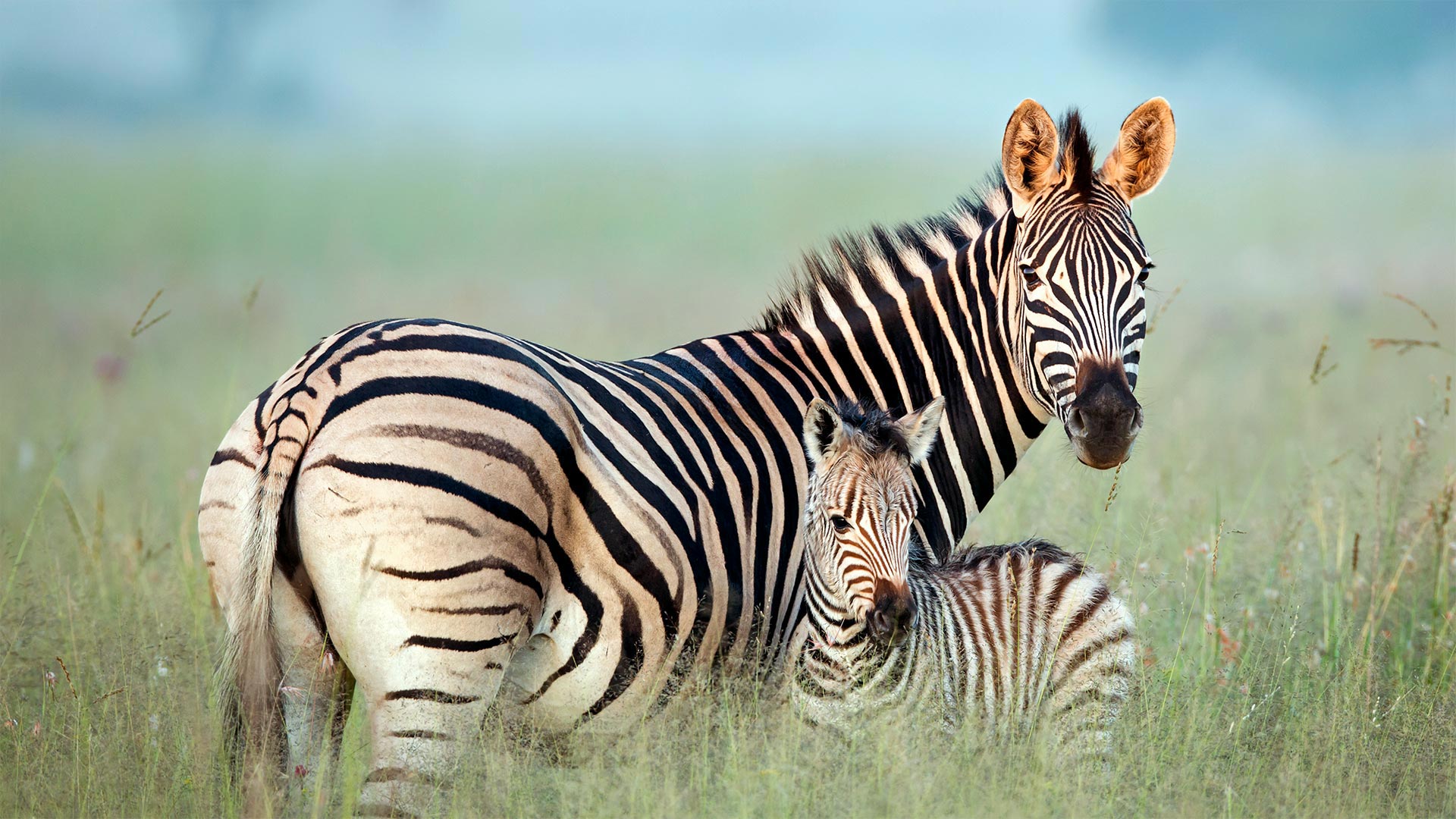 zebra, burchell