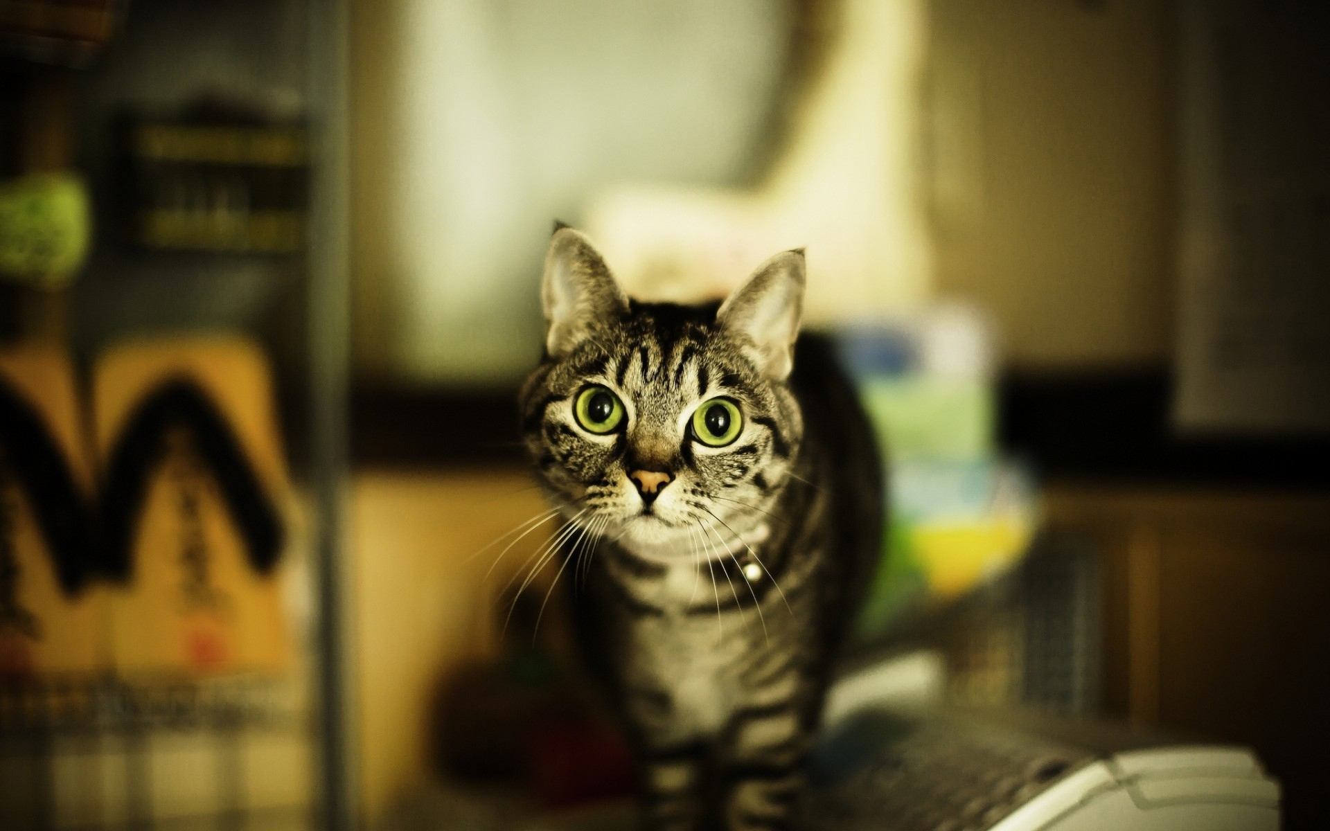 кошка, взгляд