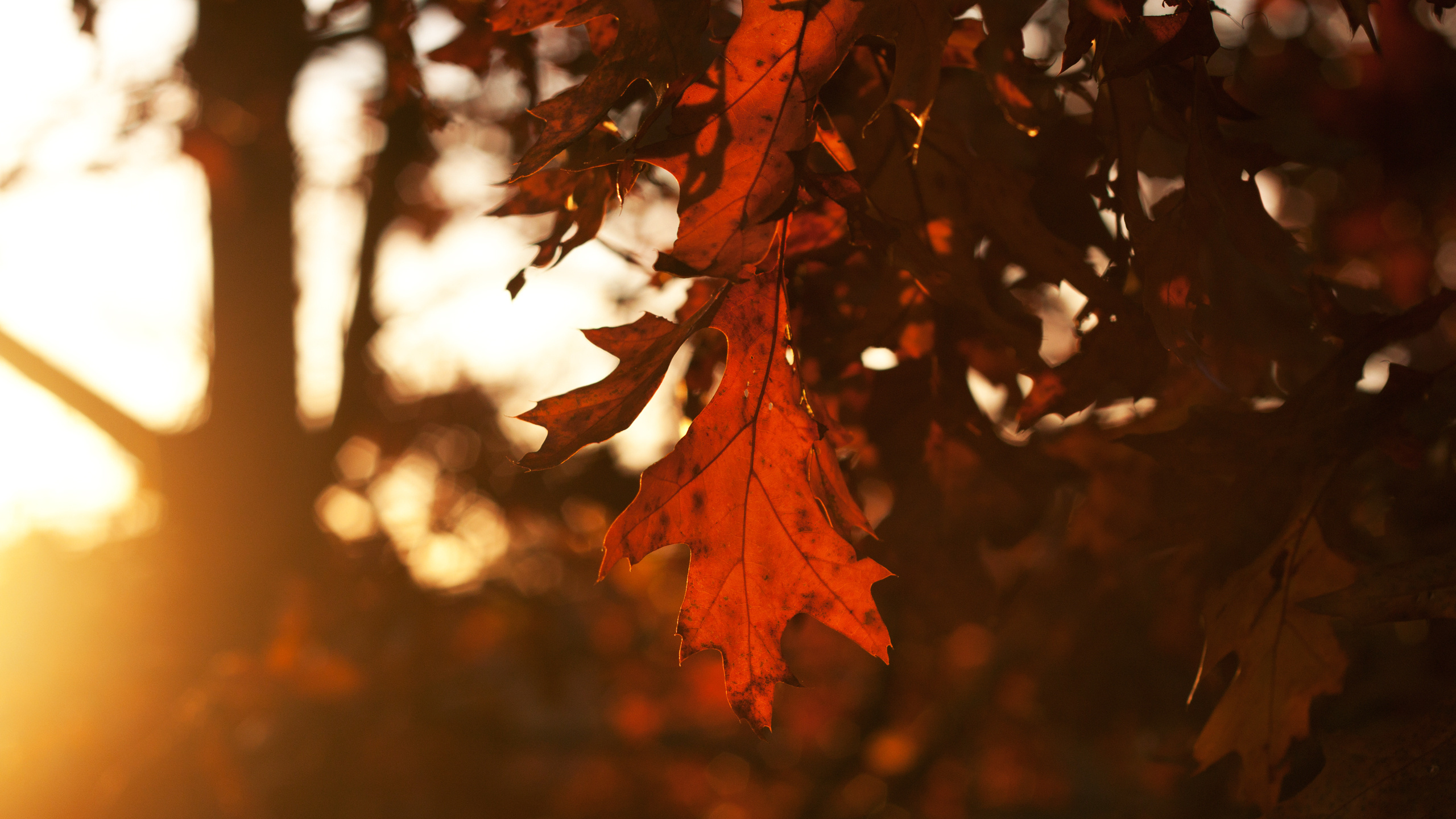 осень листья солнце без смс