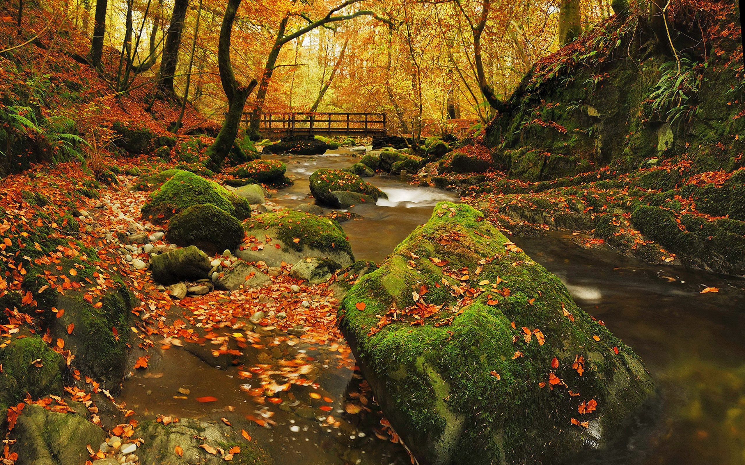 природа камни лес деревья мост река nature stones forest trees the bridge river скачать
