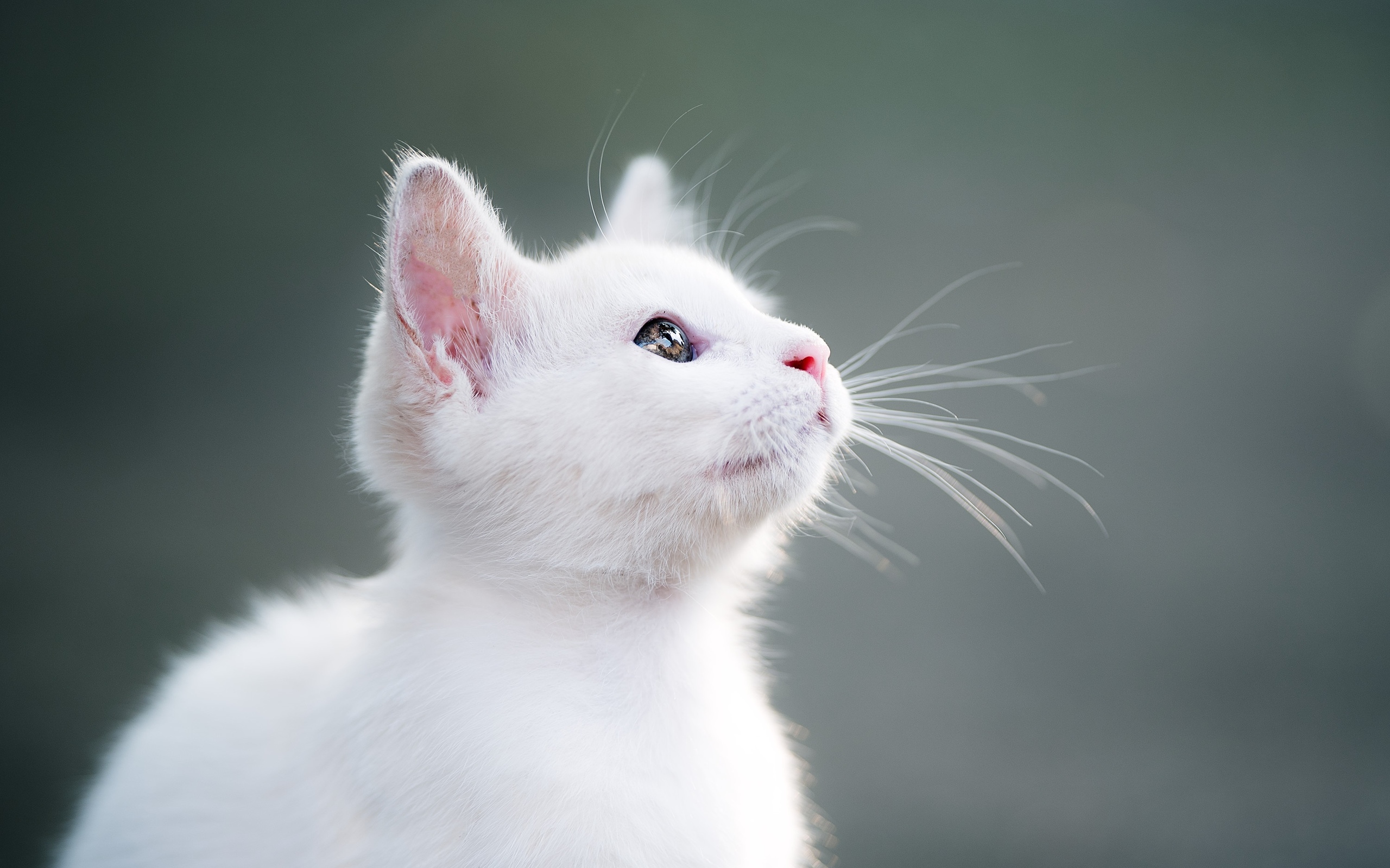тюлень, кот, кошенок