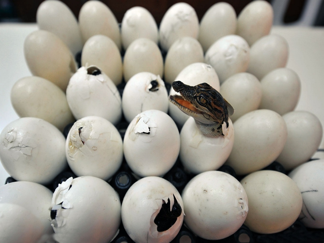 Какие животные не откладывают яйца. Яйца птиц. Птица вылупляется из яйца. Коллекция птичьих яиц.