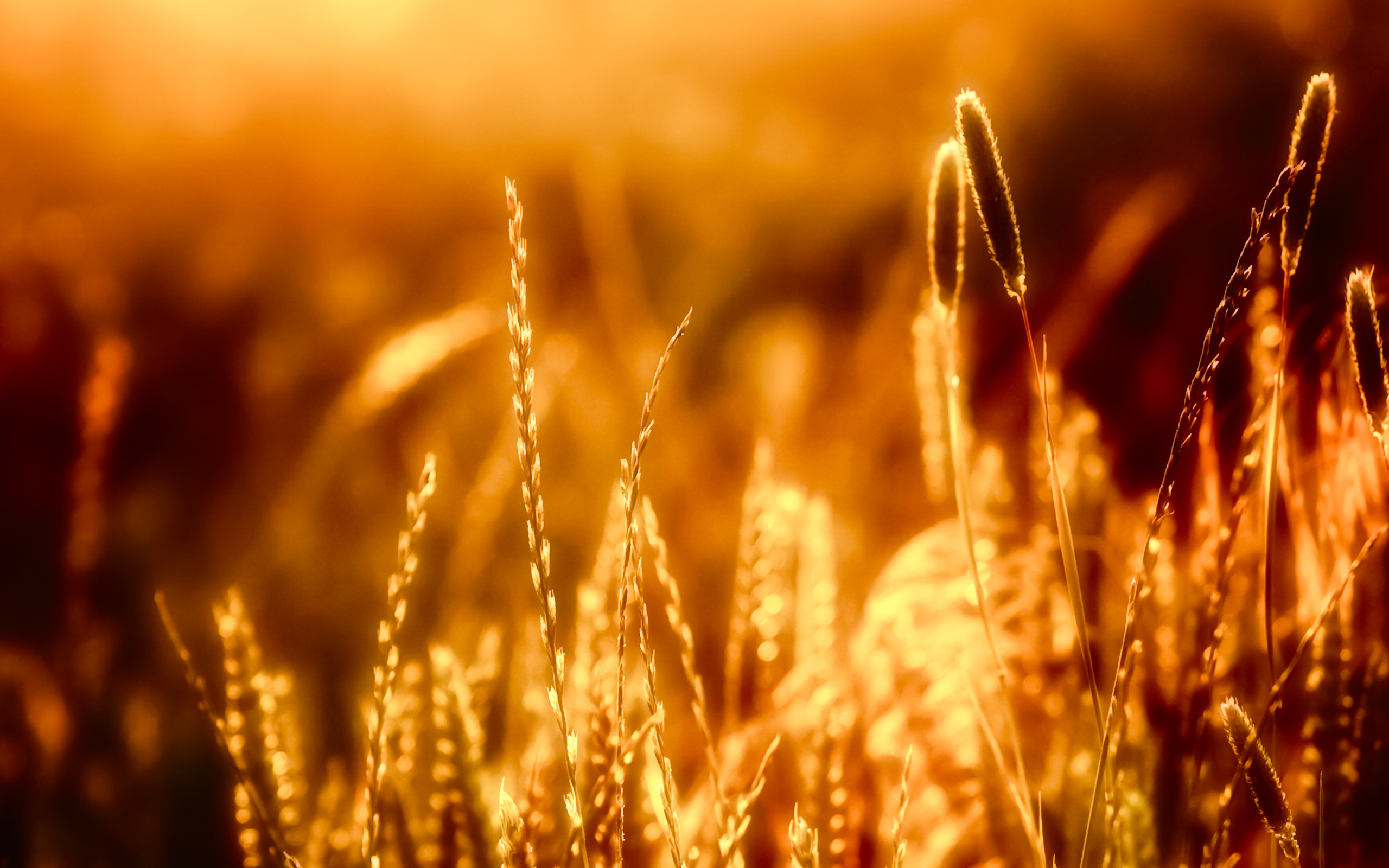 bokeh, боке