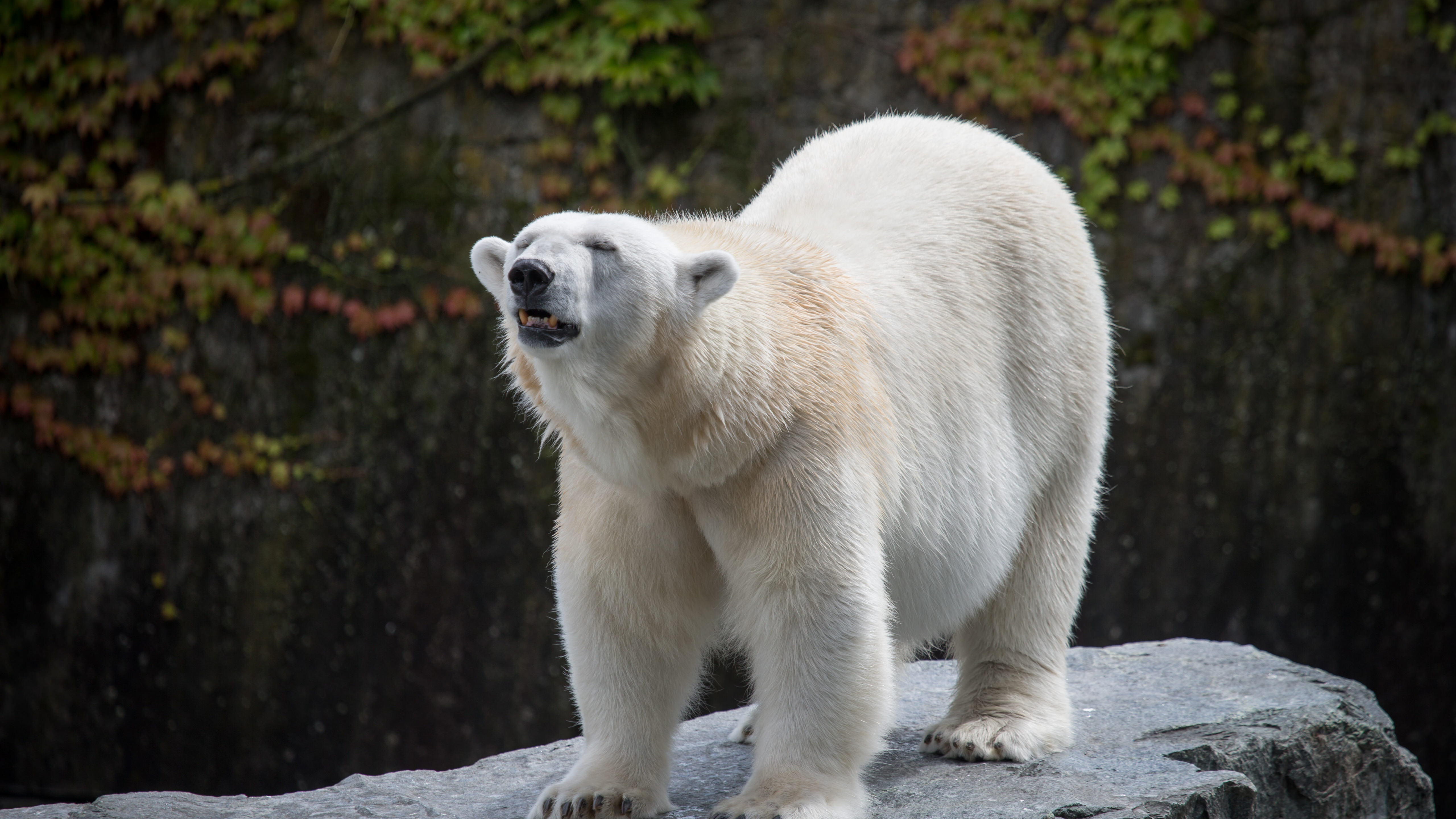 Белый медведь на камне. Белый медведь. Polar Bears. Белый медведь из камня. Картинка в хорошем качестве белый медведь.