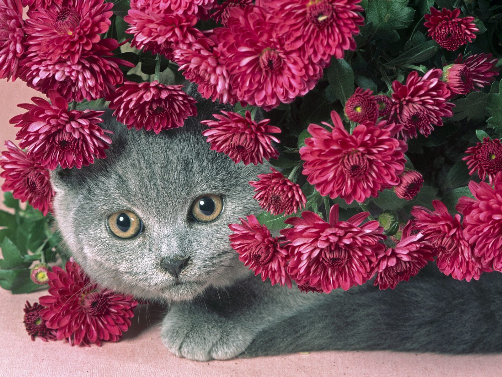 кошка прячется за цветами