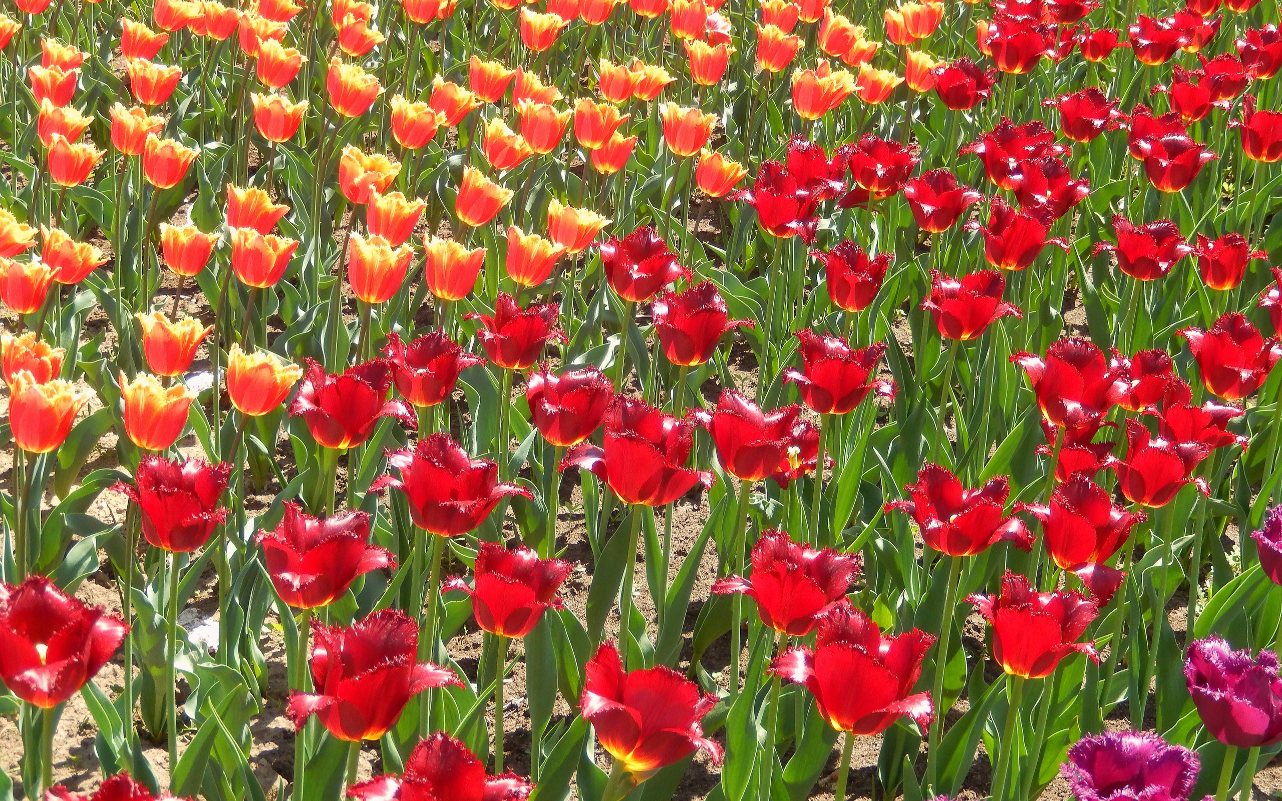 значок, цветы, весна