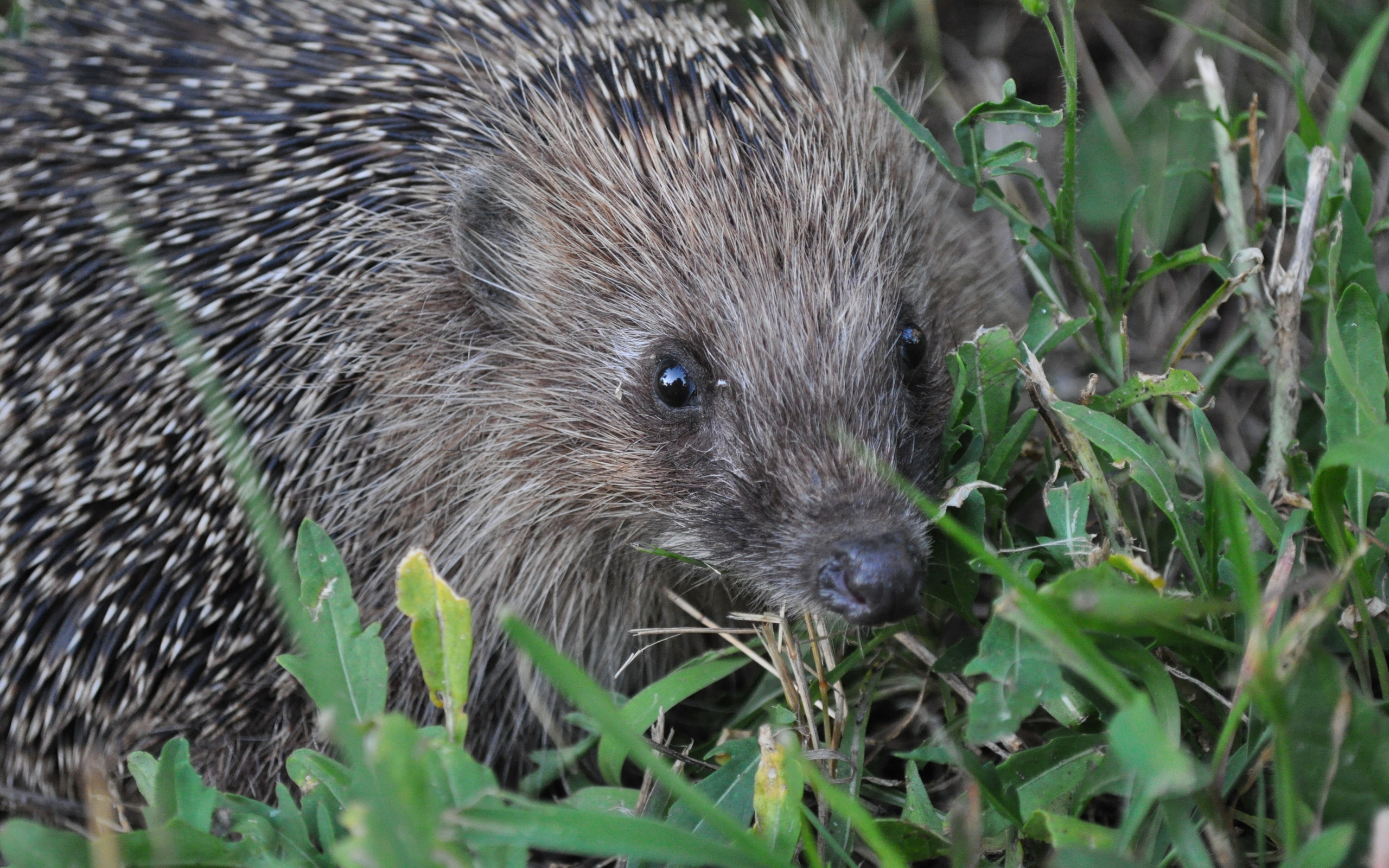 жуик, высший процент