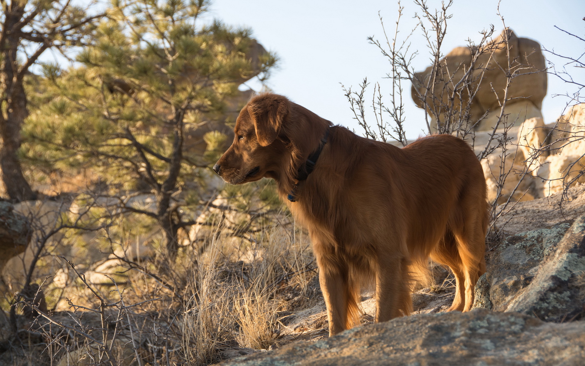 лентяй, дармоу, розмиар