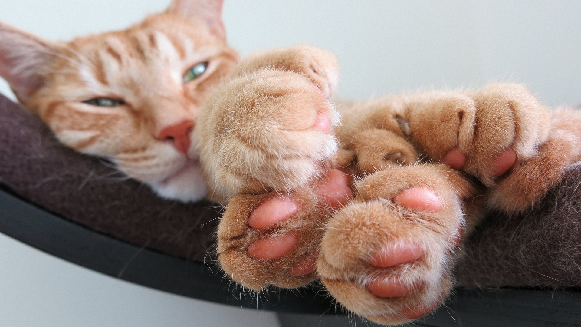кот