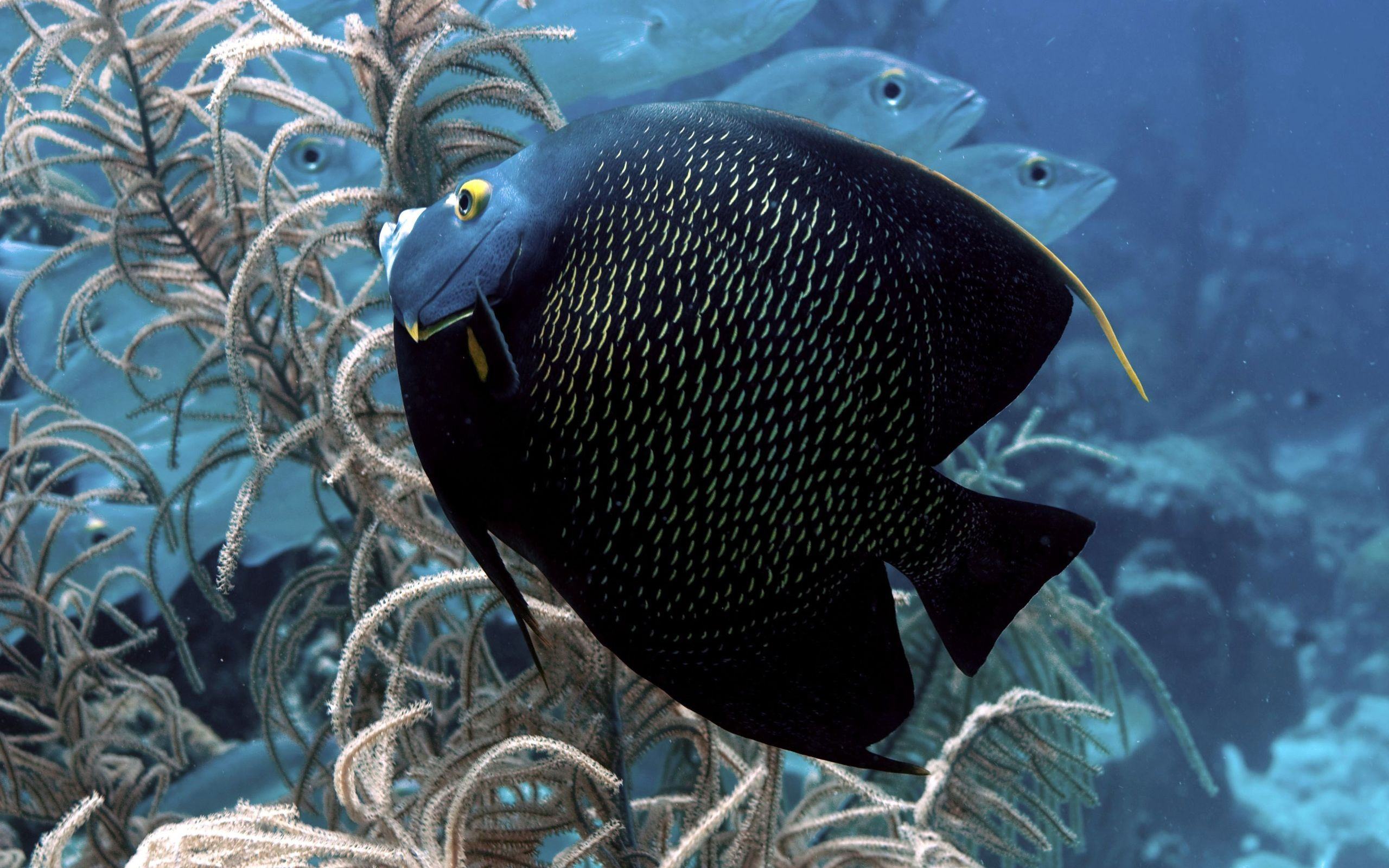 fish, underwater, миро