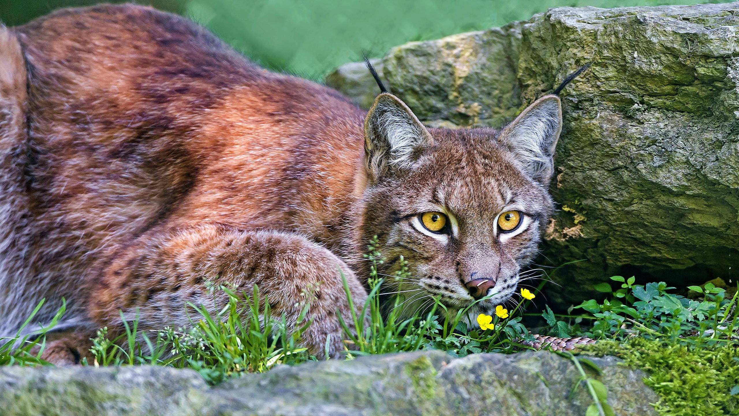 рыси, красивост