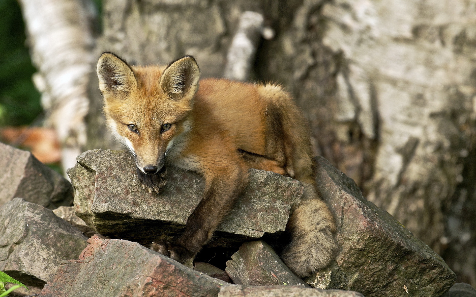 природа животные лис nature animals Fox скачать