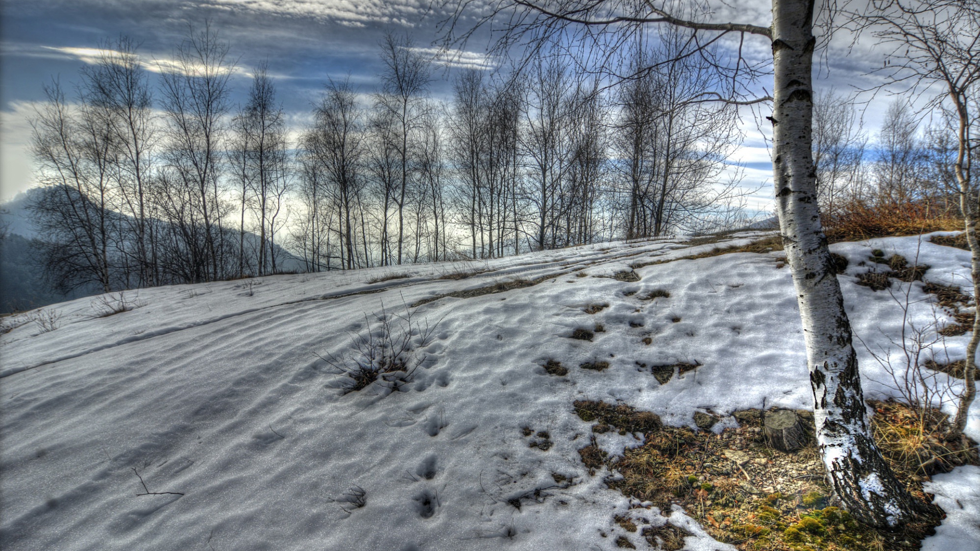 зима, пейзаж, береза