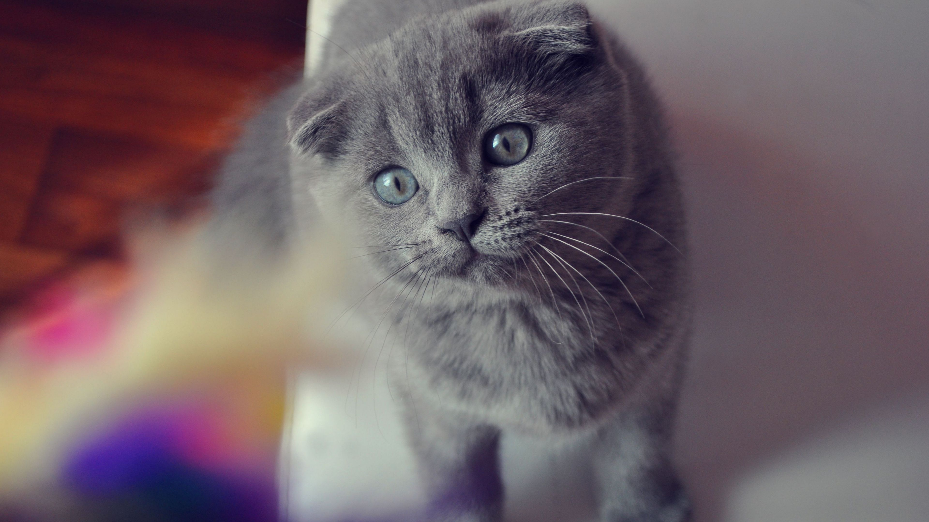 висит, скоттиш