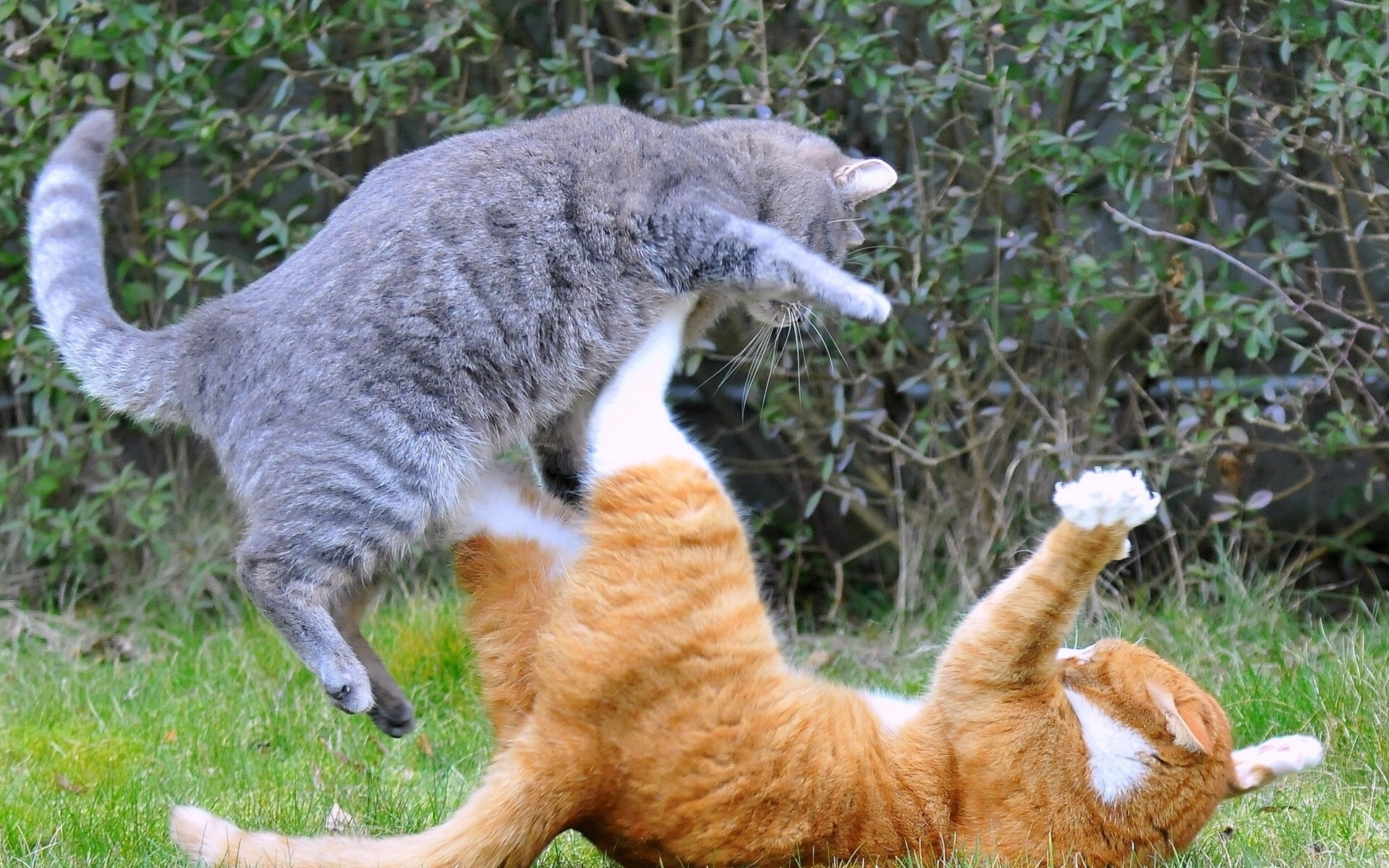 бой, котов,